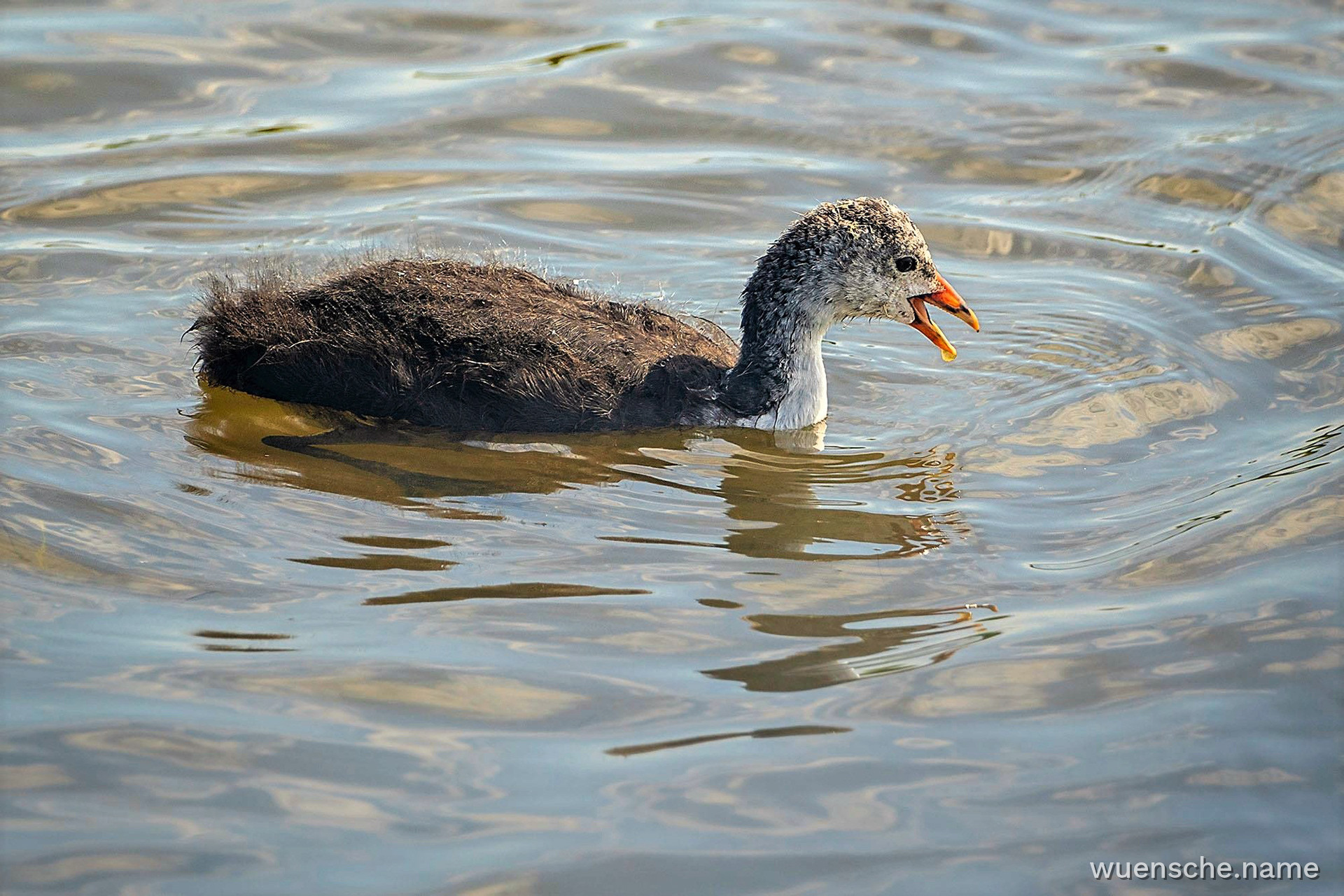 Juvenile