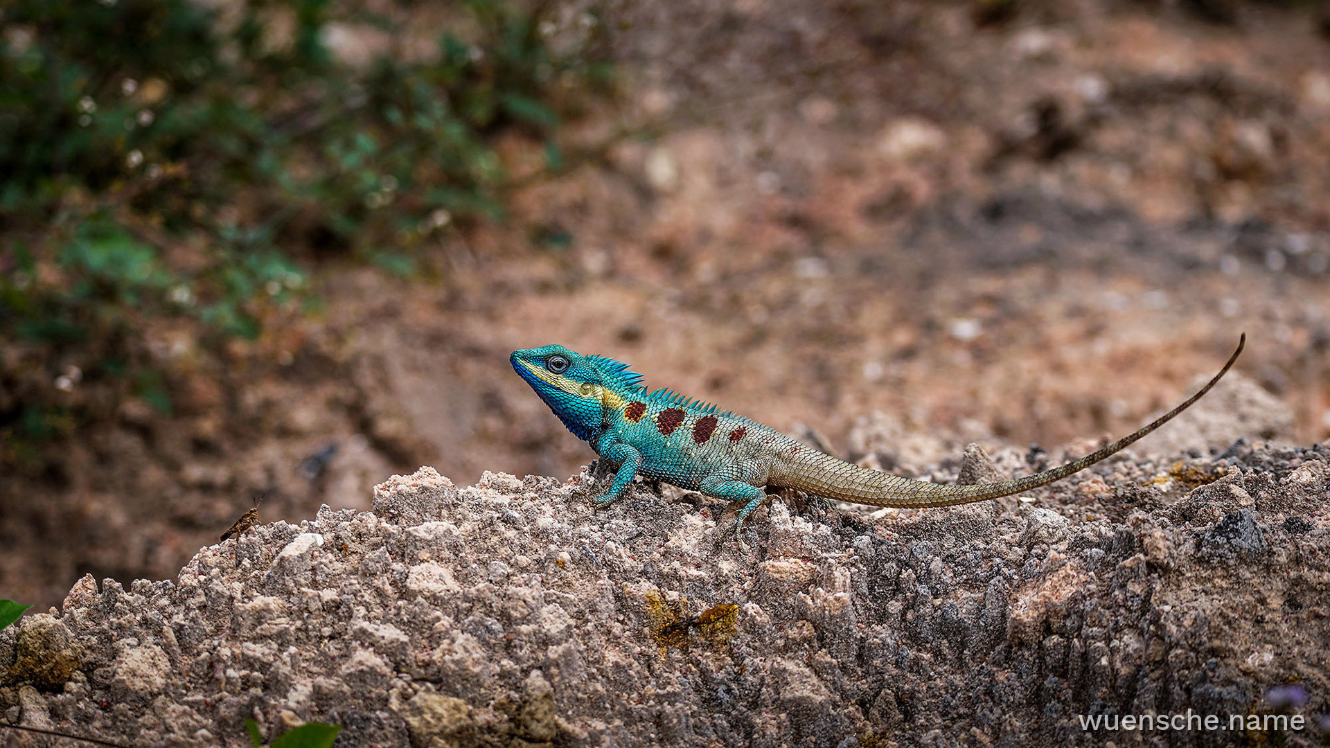 Blaue Schönechse
