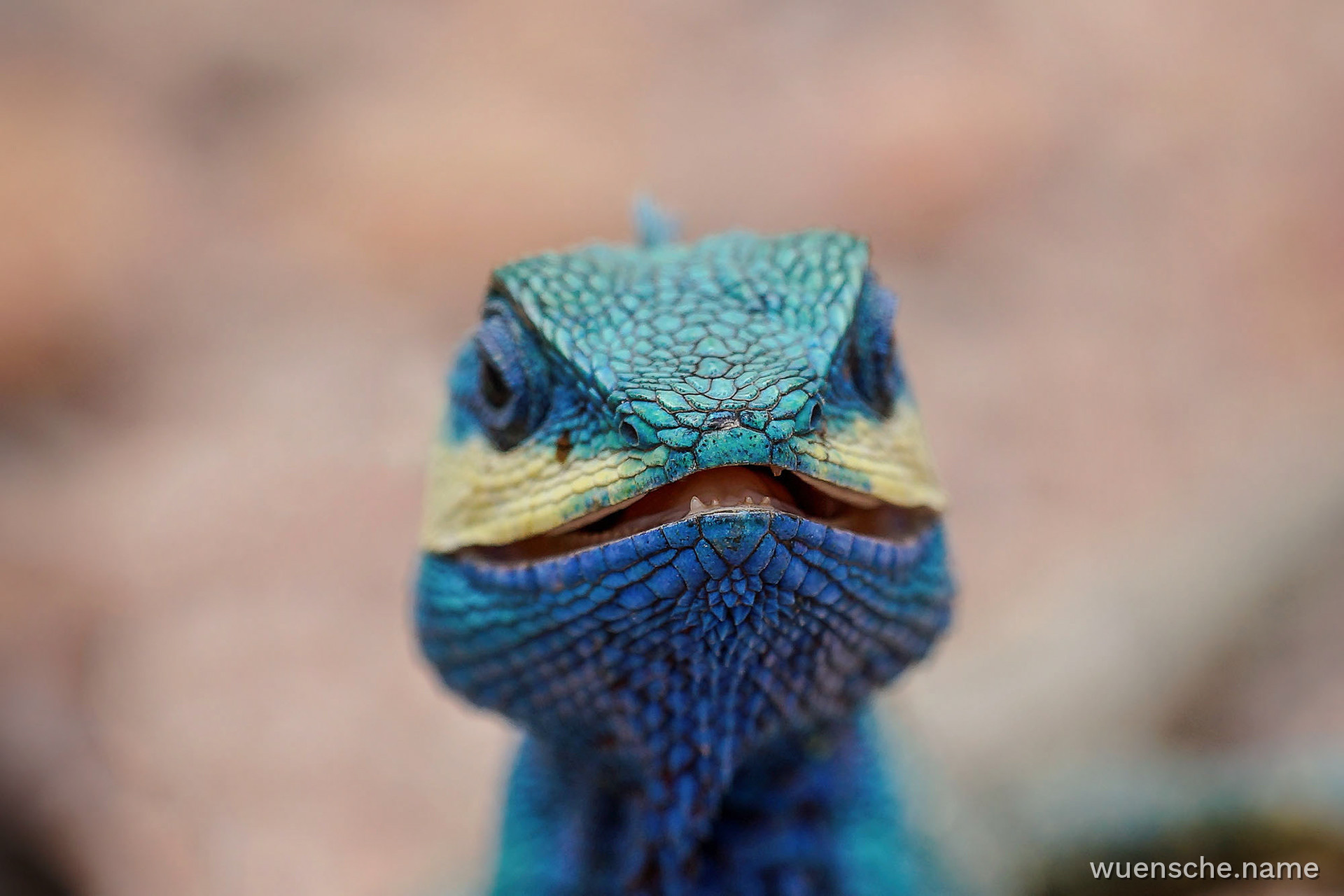 Blaue Schönechse