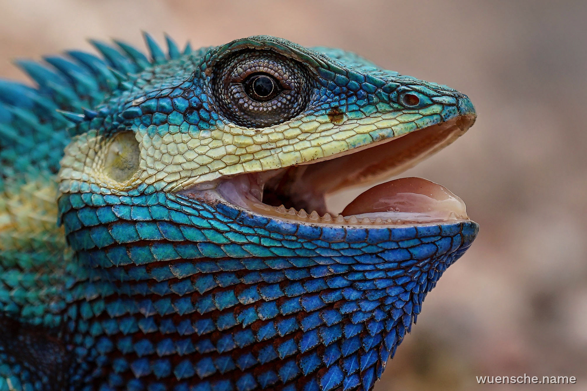 Blaue Schönechse