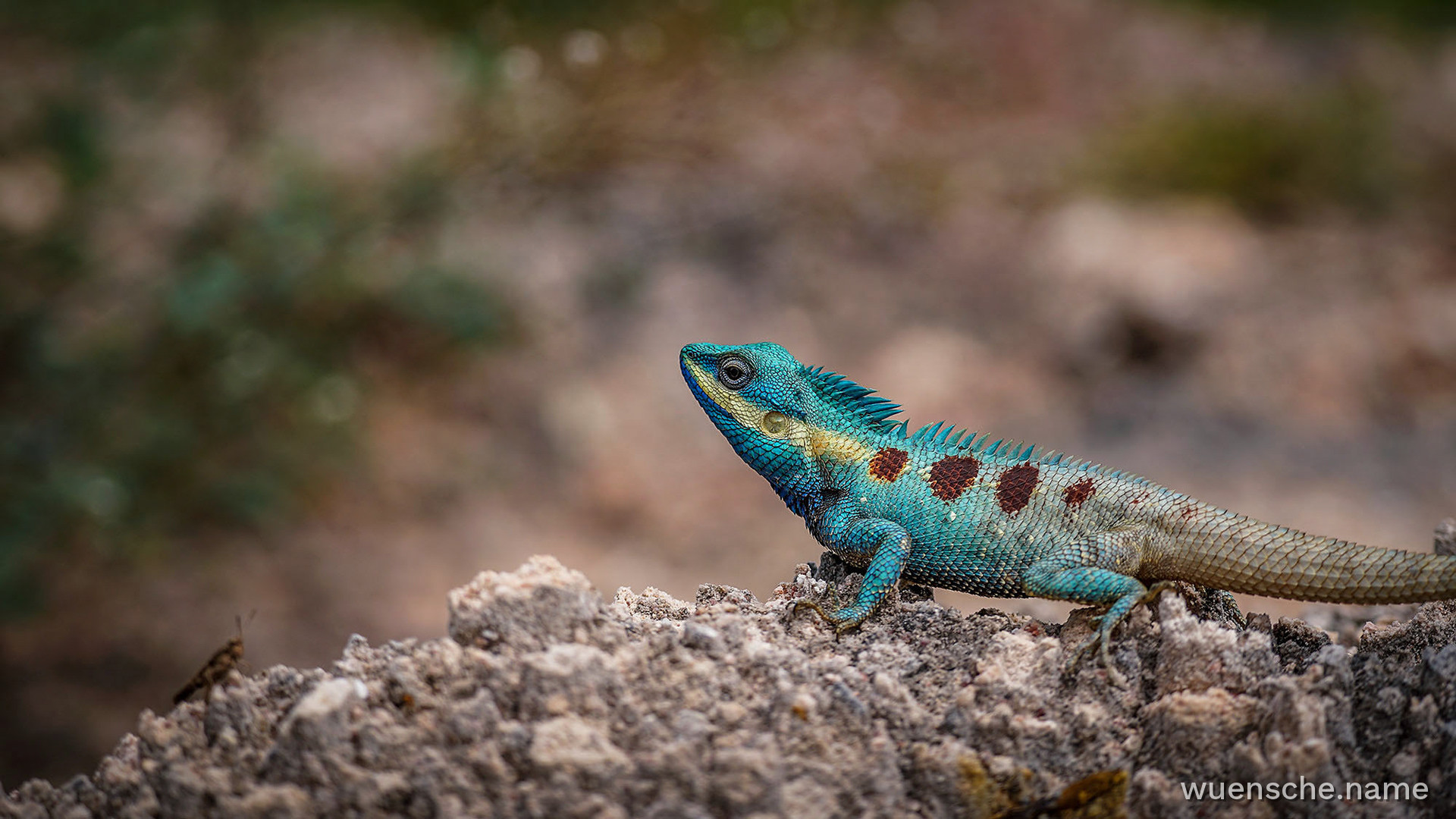 Blaue Schönechse