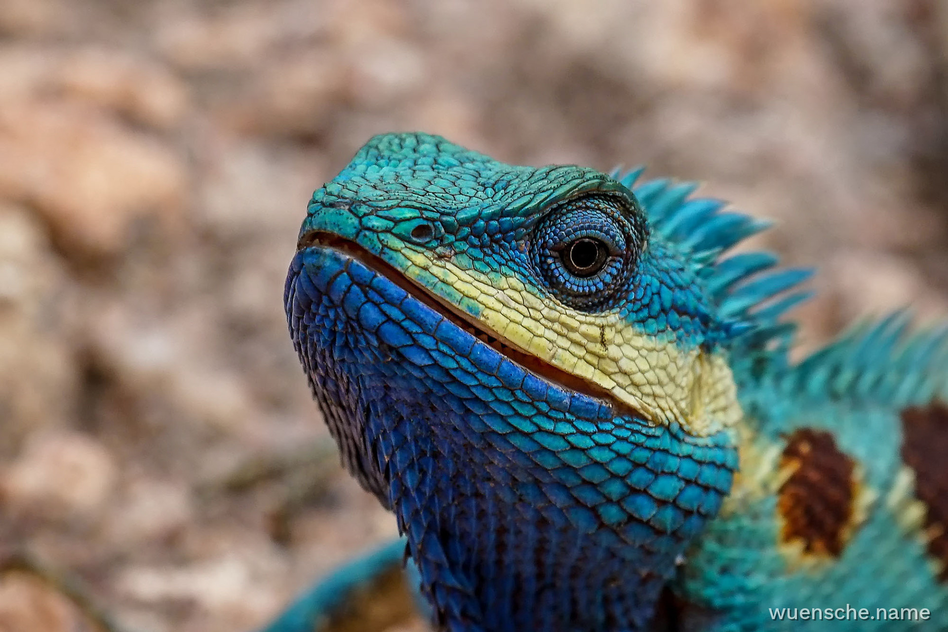 Blaue Schönechse