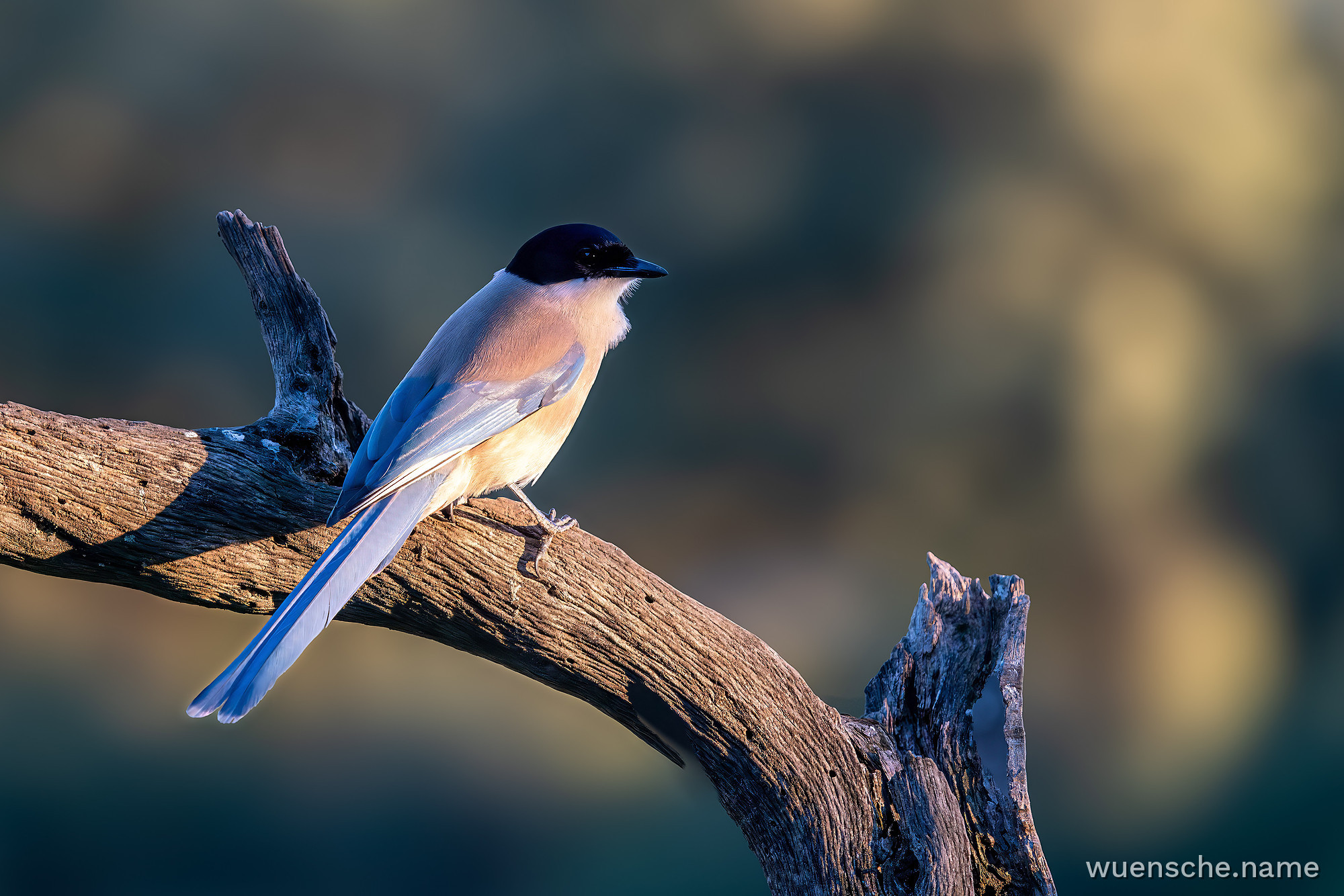 Blauelster