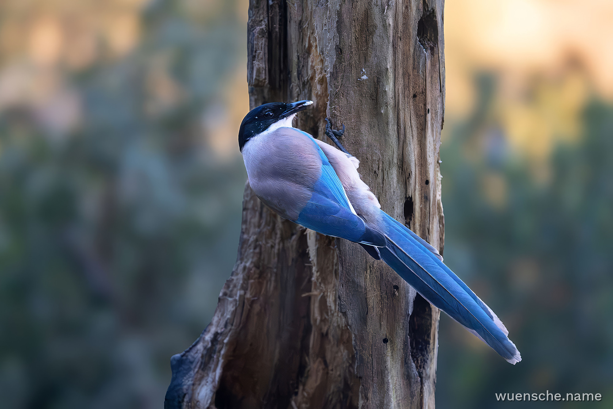 Blauelster