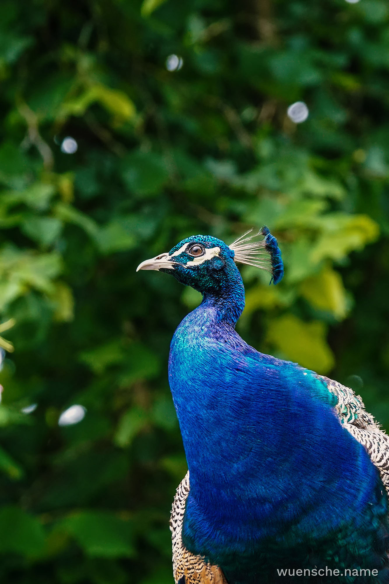 Blauer Pfau