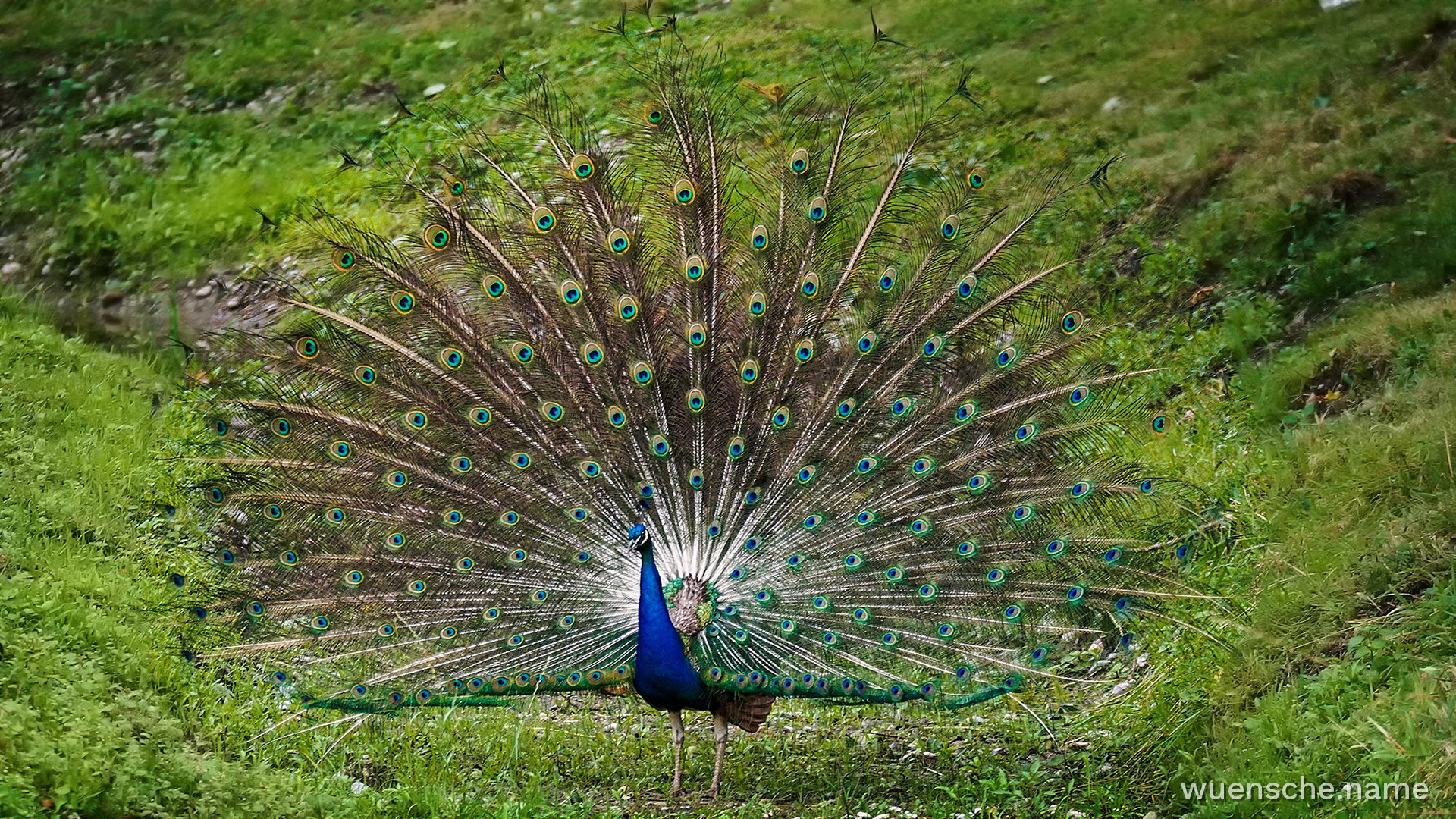 Blauer Pfau