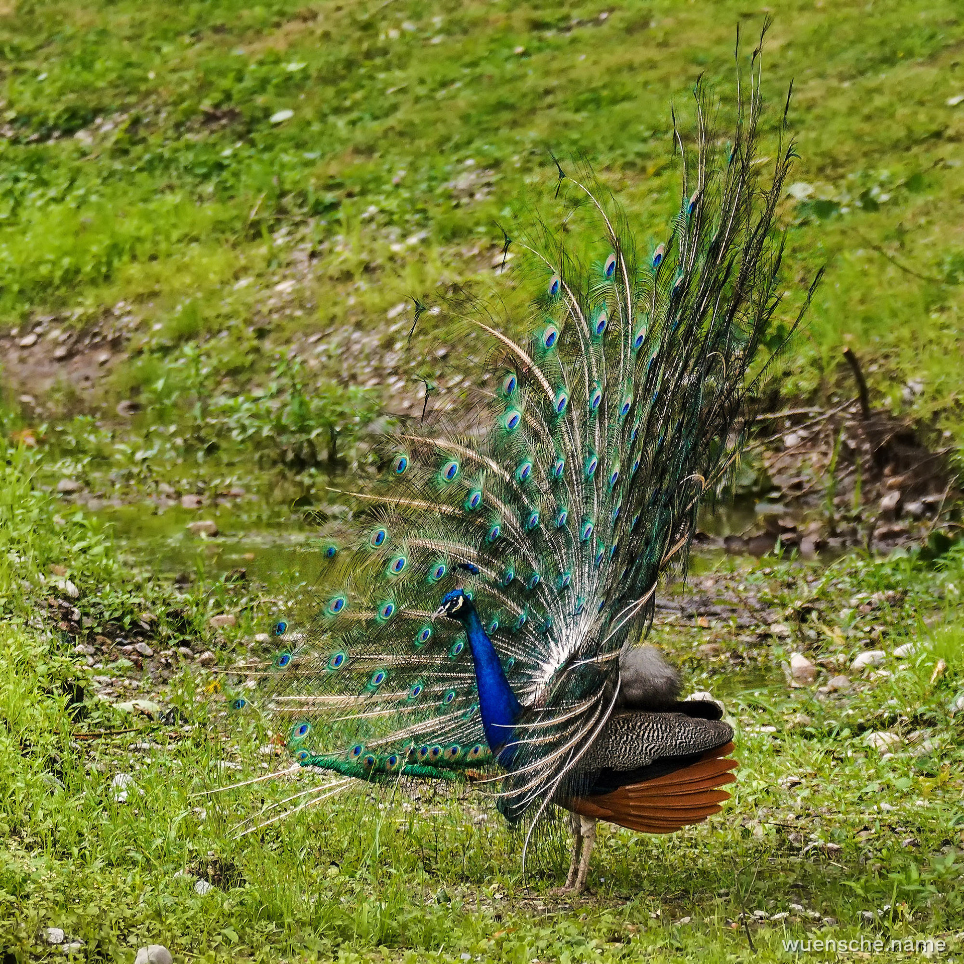 Blauer Pfau