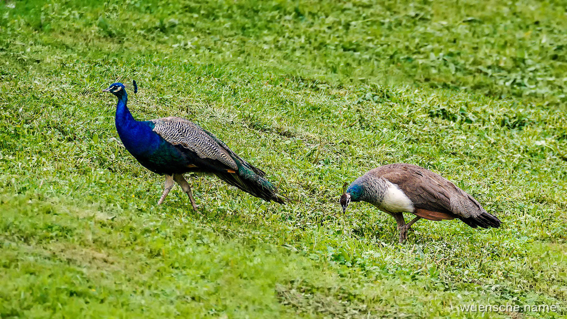 Blauer Pfau