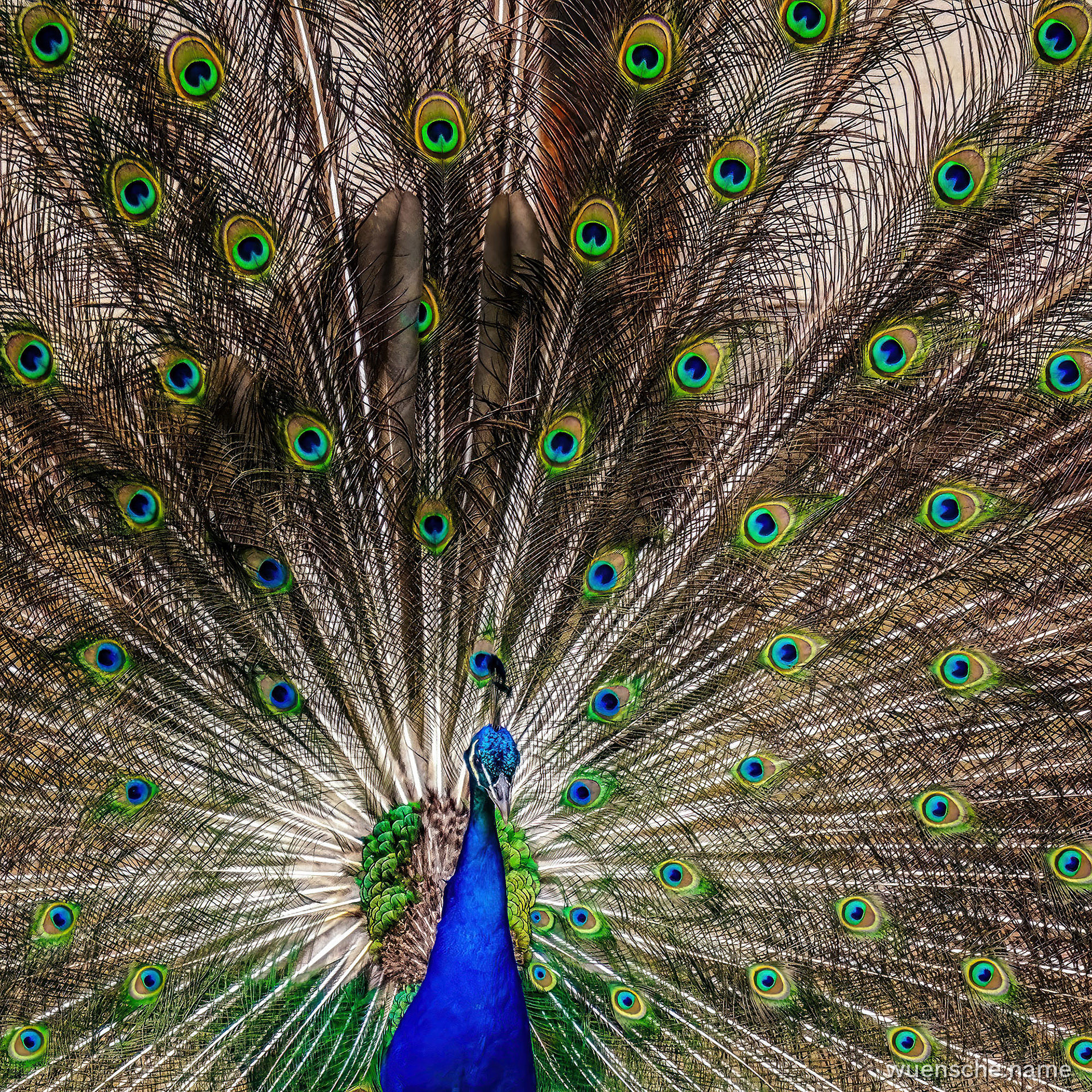 Blauer Pfau