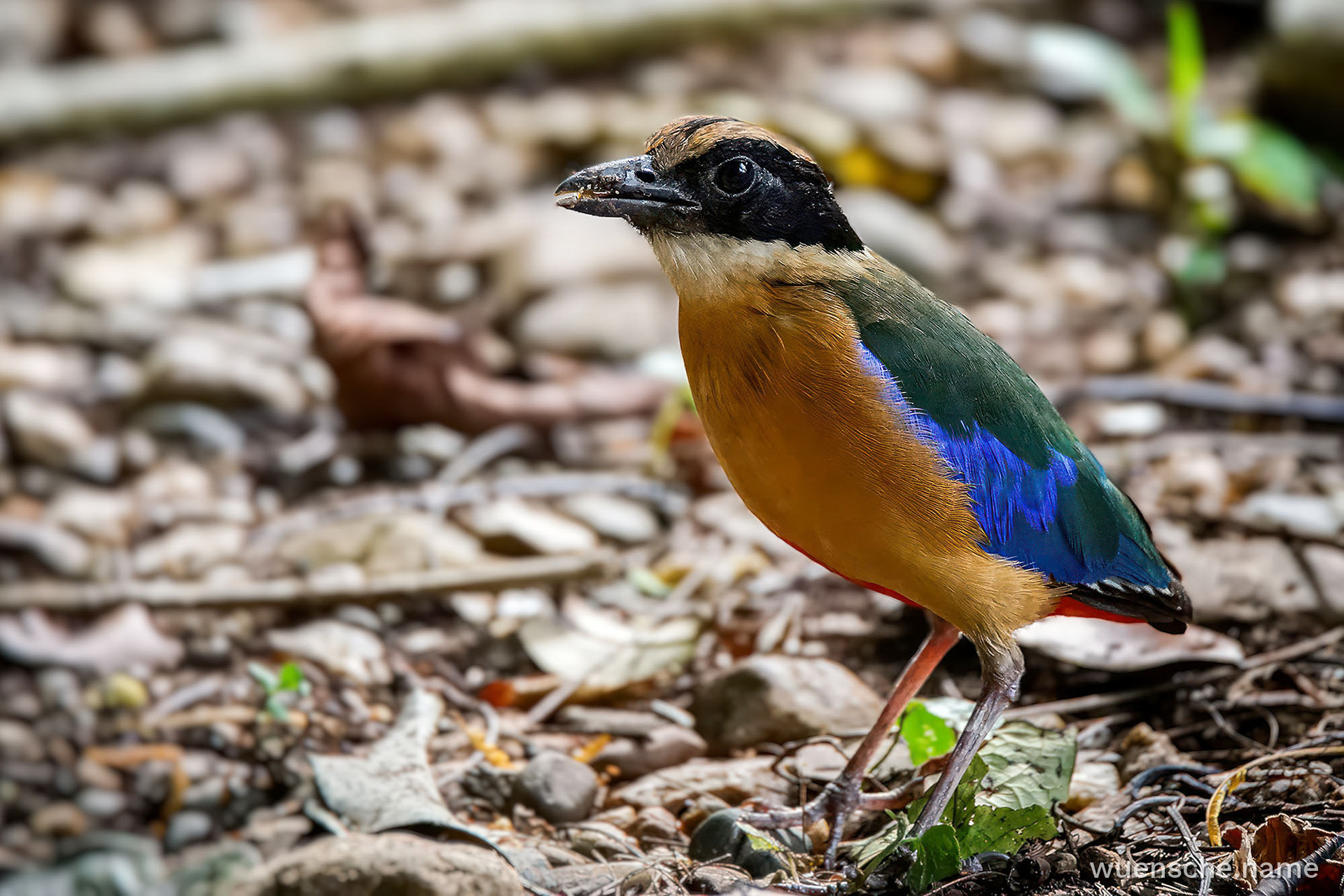 Blauflügelpitta