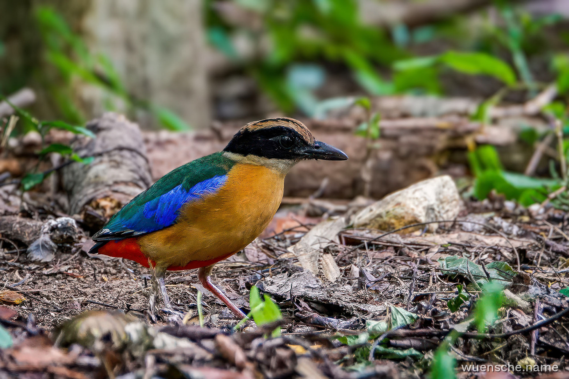 Blauflügelpitta