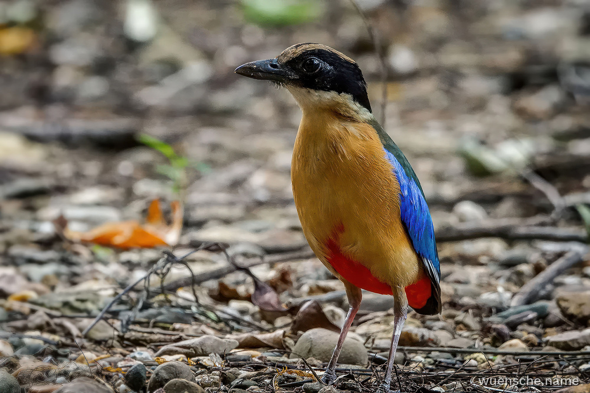 Blauflügelpitta