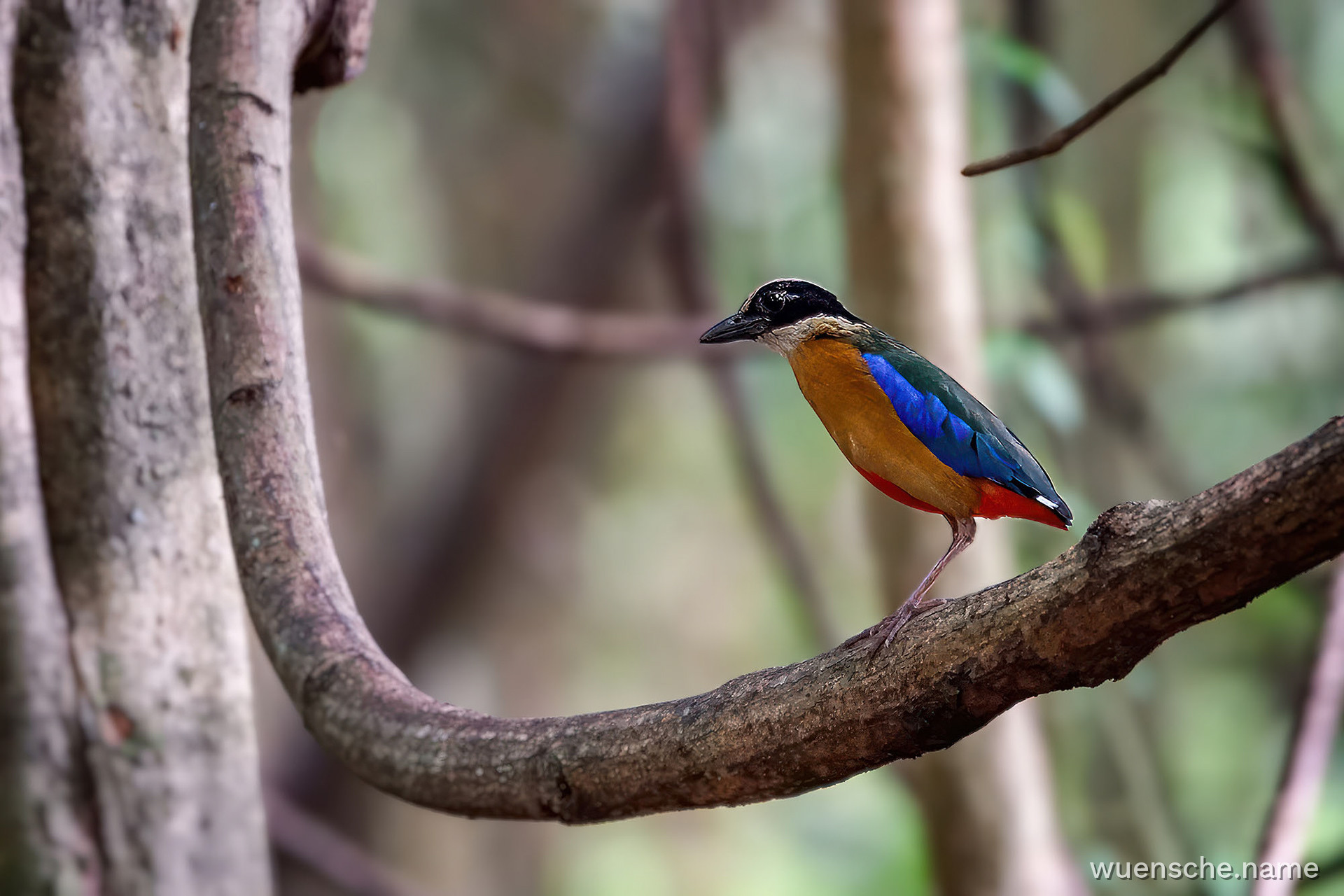 Blauflügelpitta