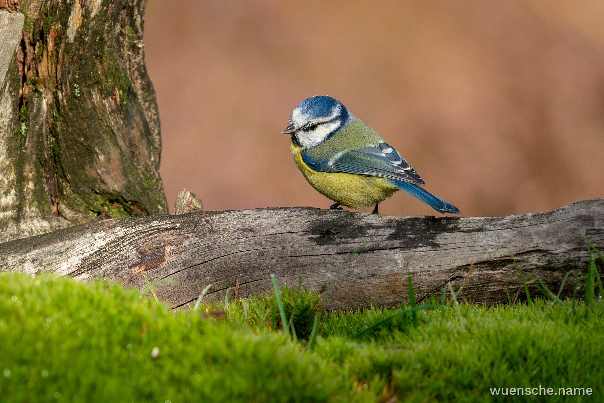 Blaumeise