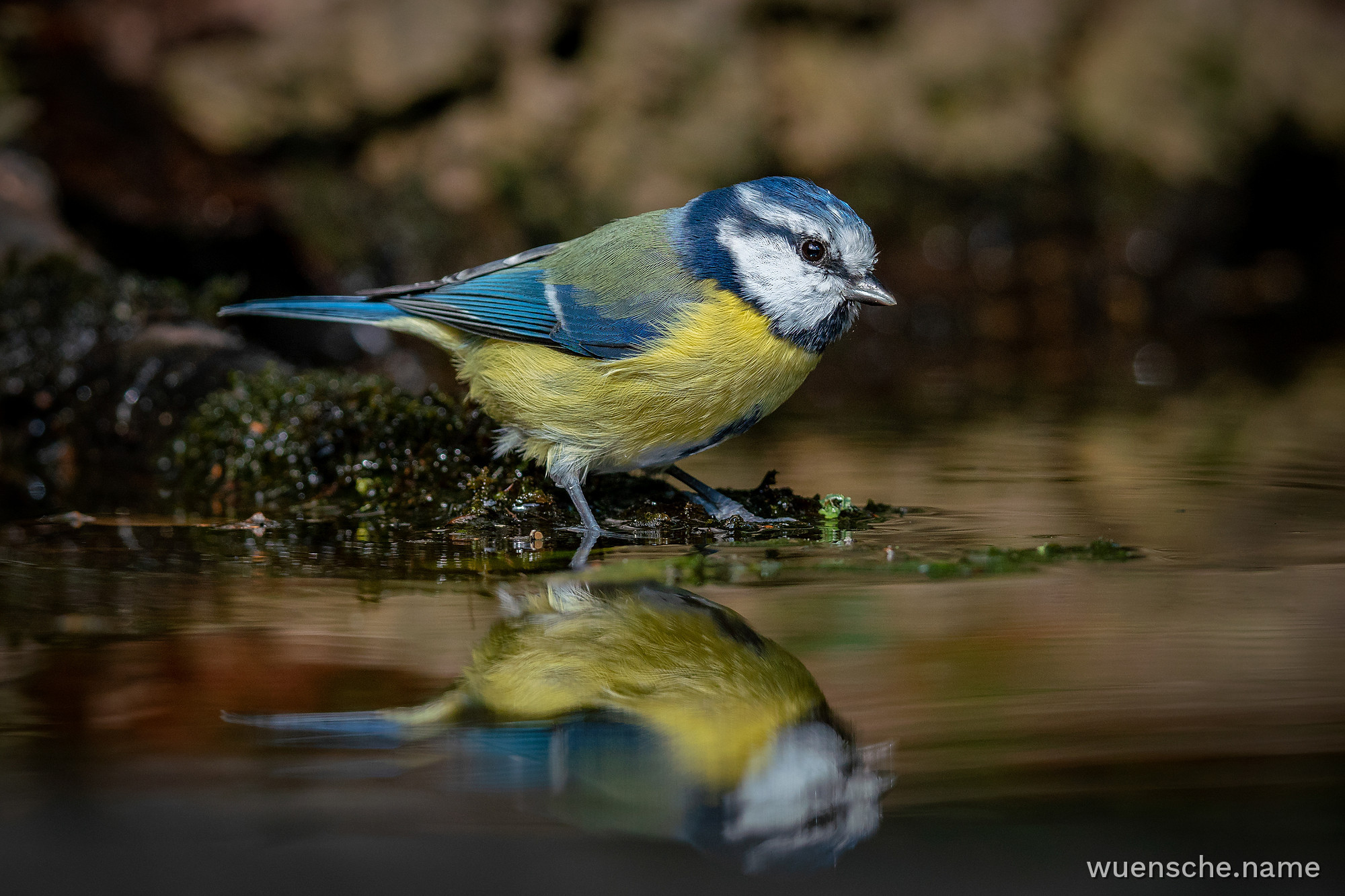 Blaumeise