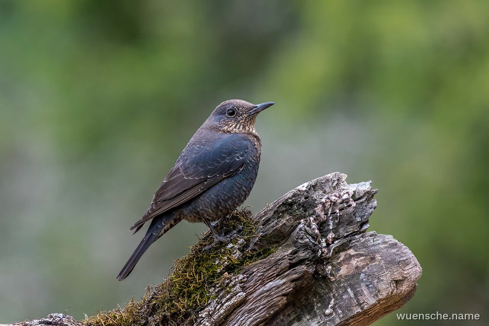 female