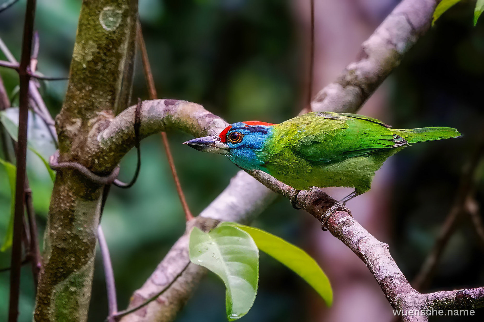 Blauwangen-Bartvogel