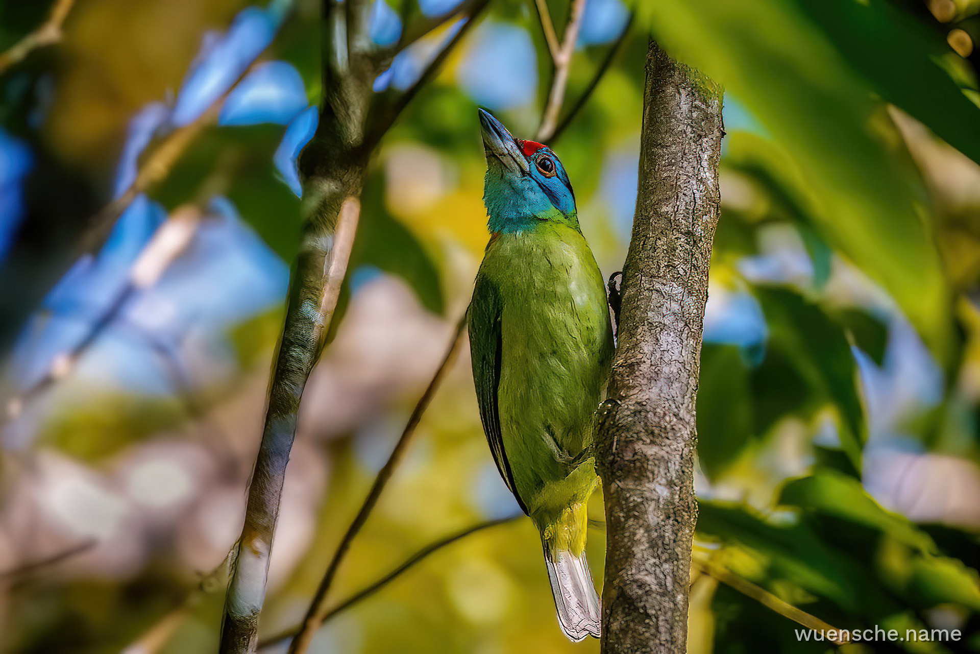 Blauwangen-Bartvogel