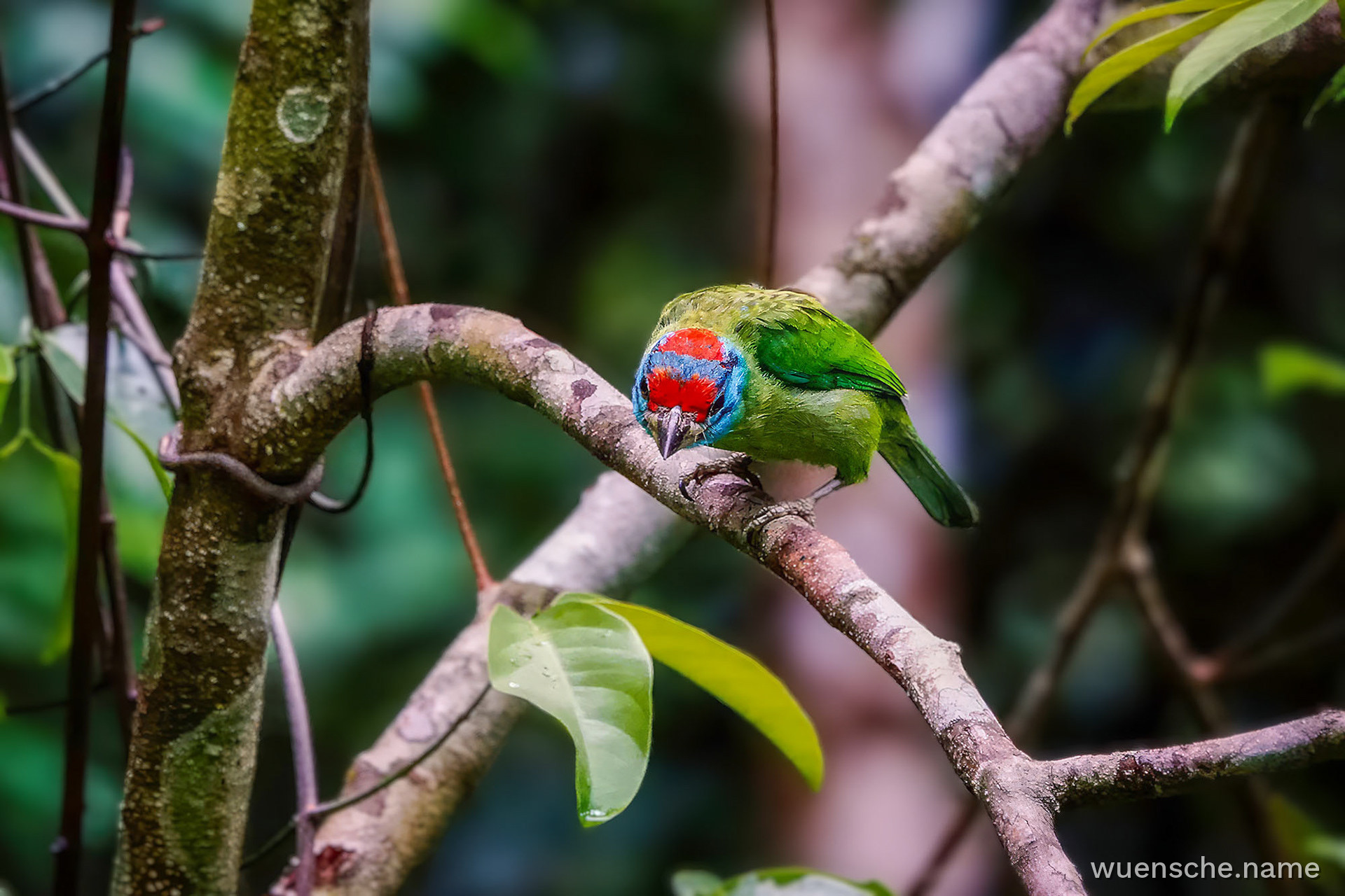 Blauwangen-Bartvogel