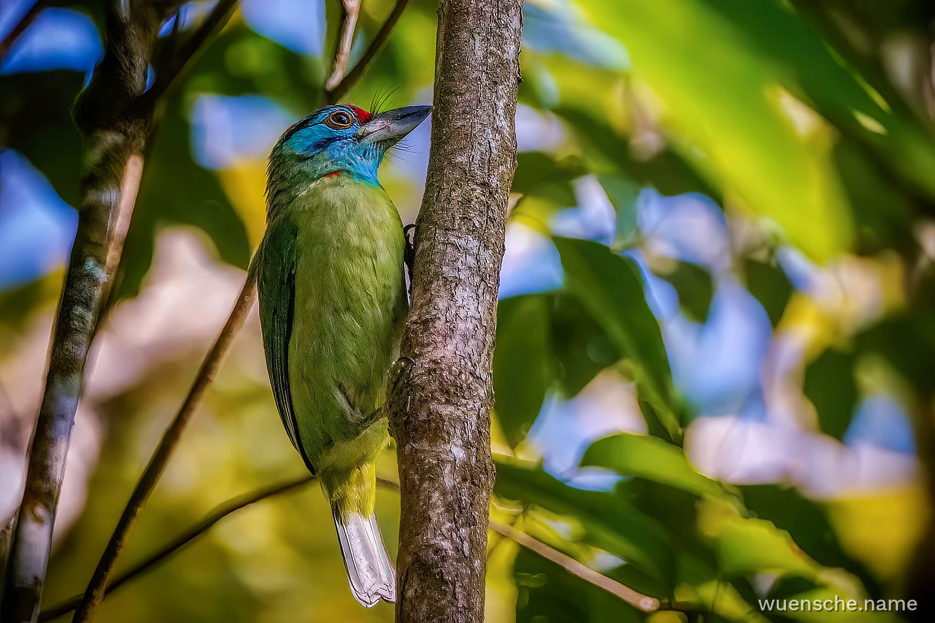 Blauwangen-Bartvogel