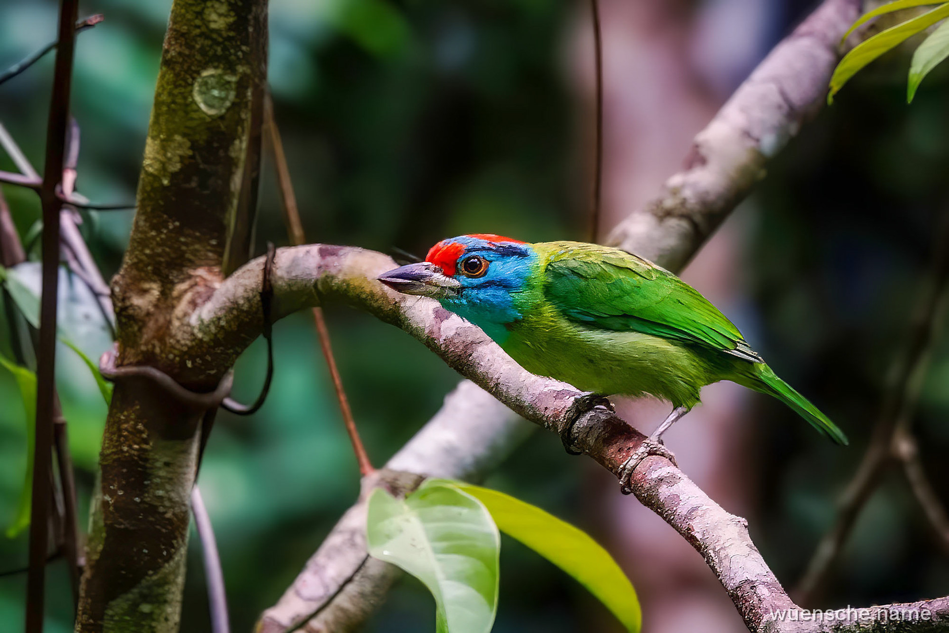 Blauwangen-Bartvogel