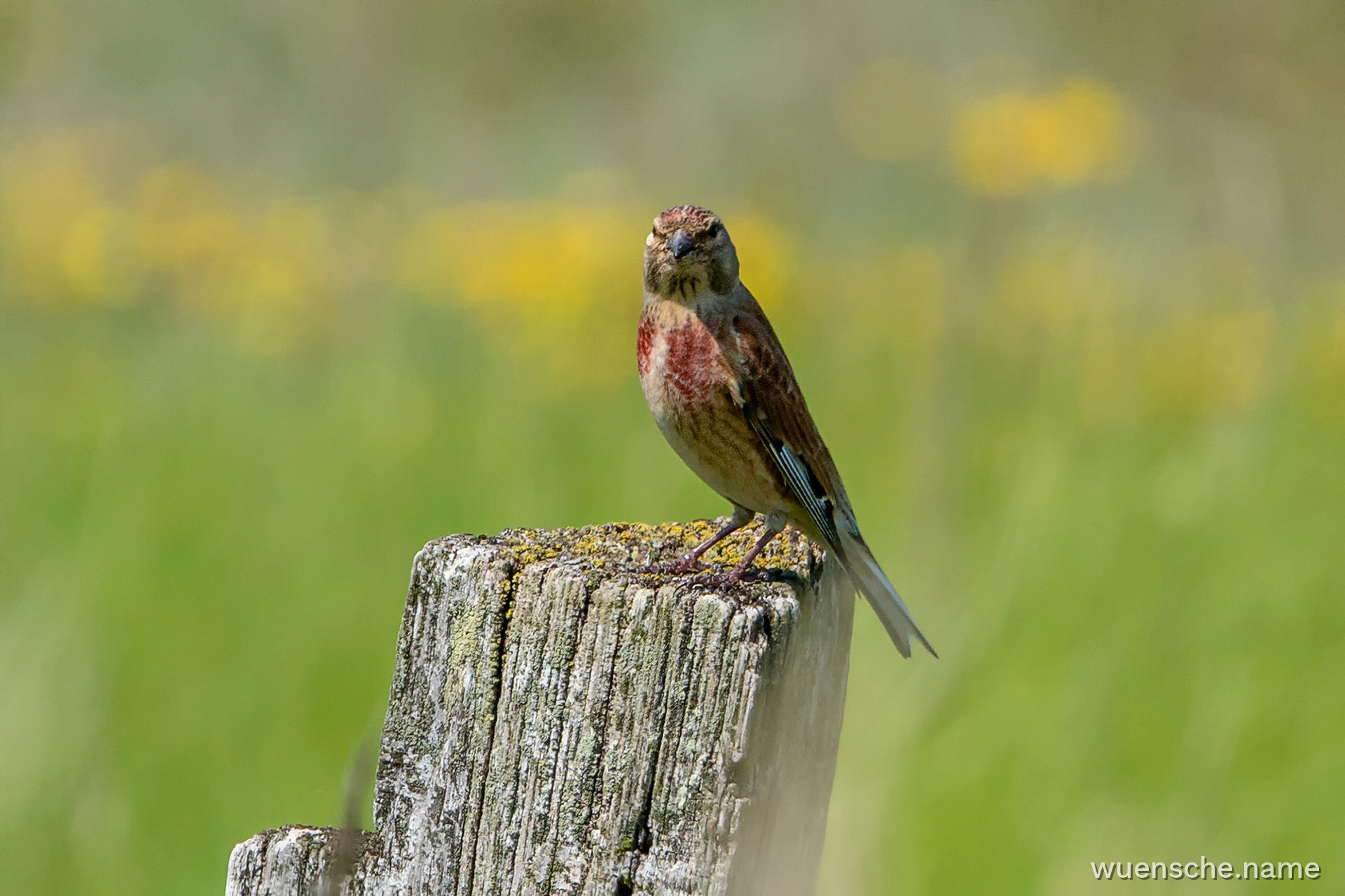 male