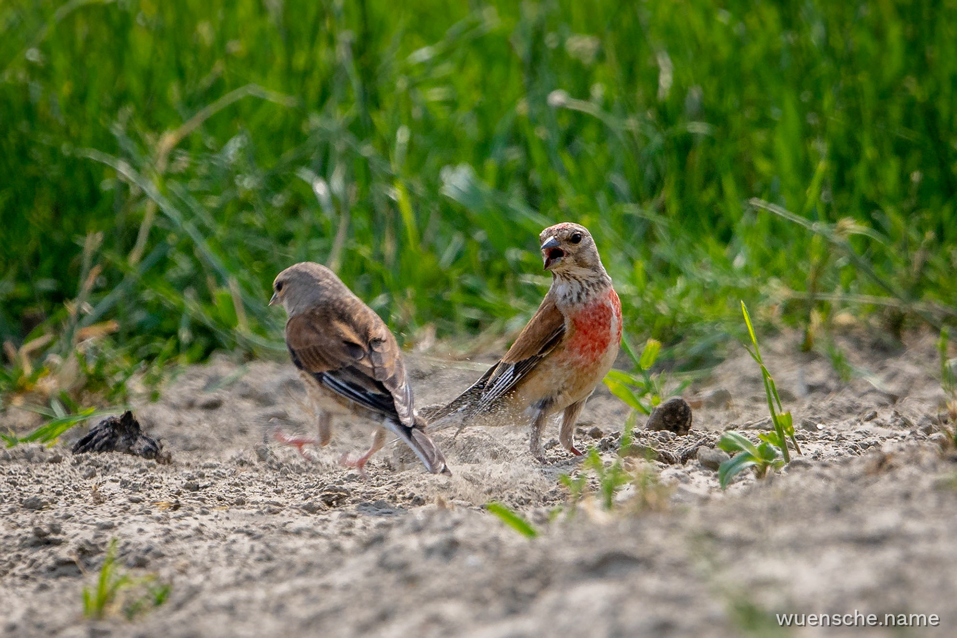 male & female
