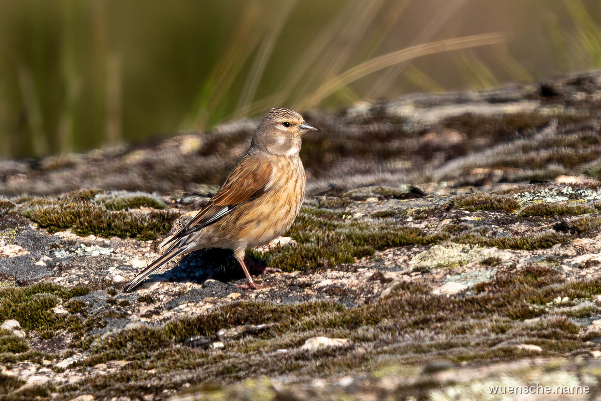 female