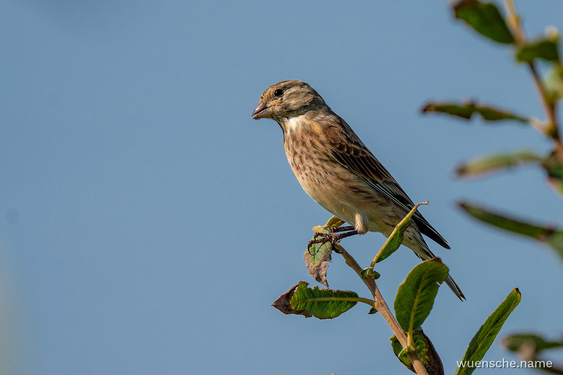 female
