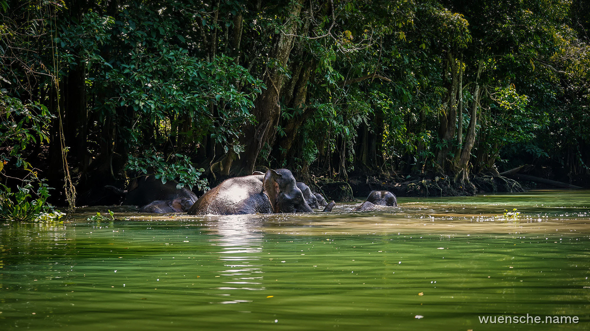 Flussüberquerung am Kinabatangan