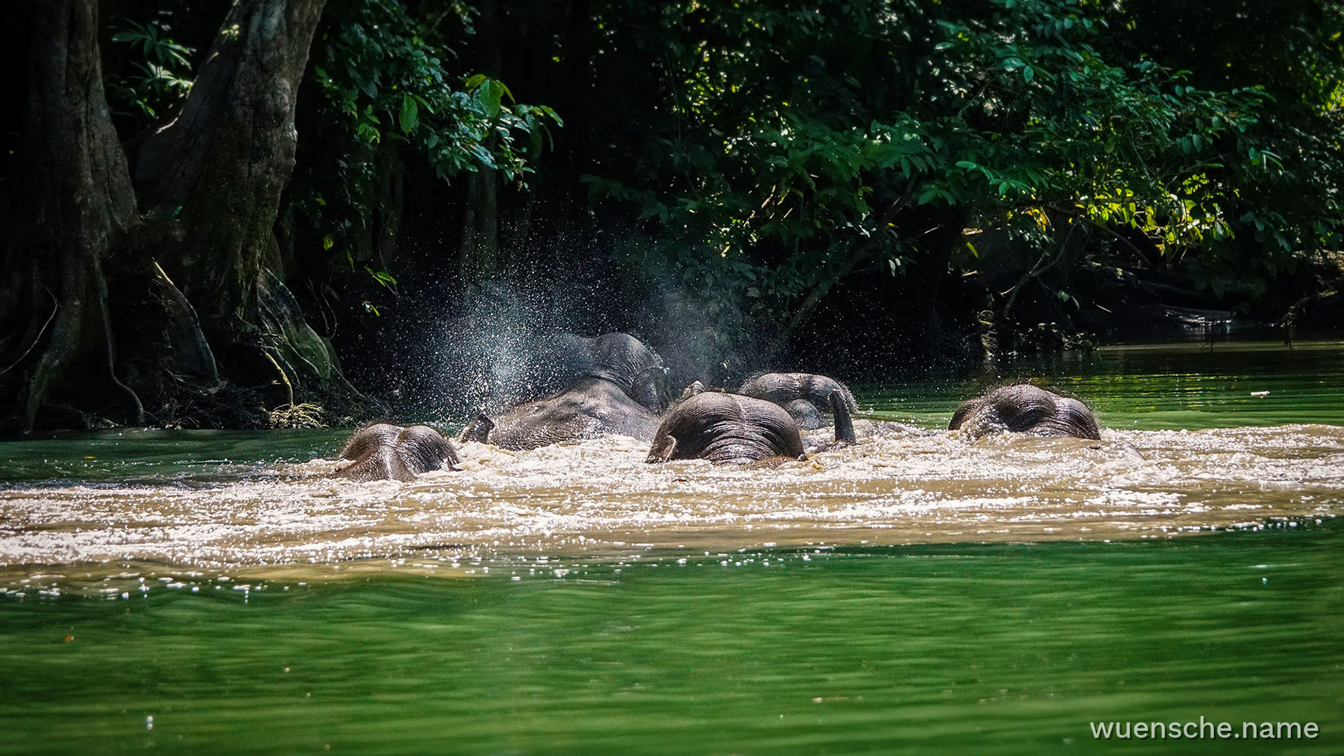 Flussüberquerung am Kinabatangan