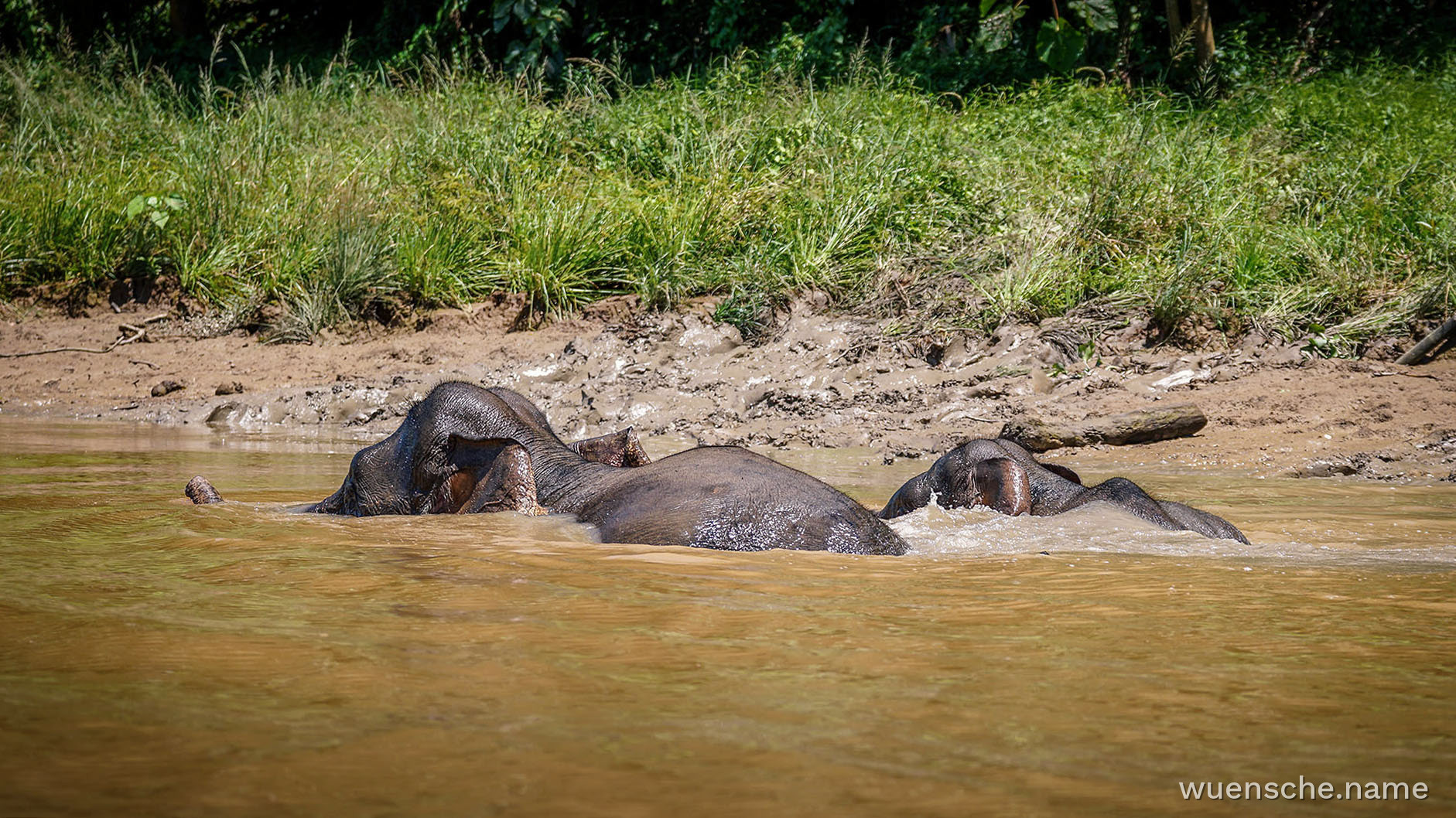 Borneanischer Zwergelefant