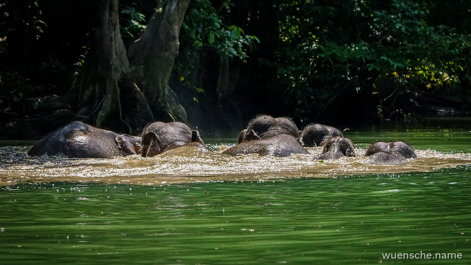 Flussüberquerung am Kinabatangan