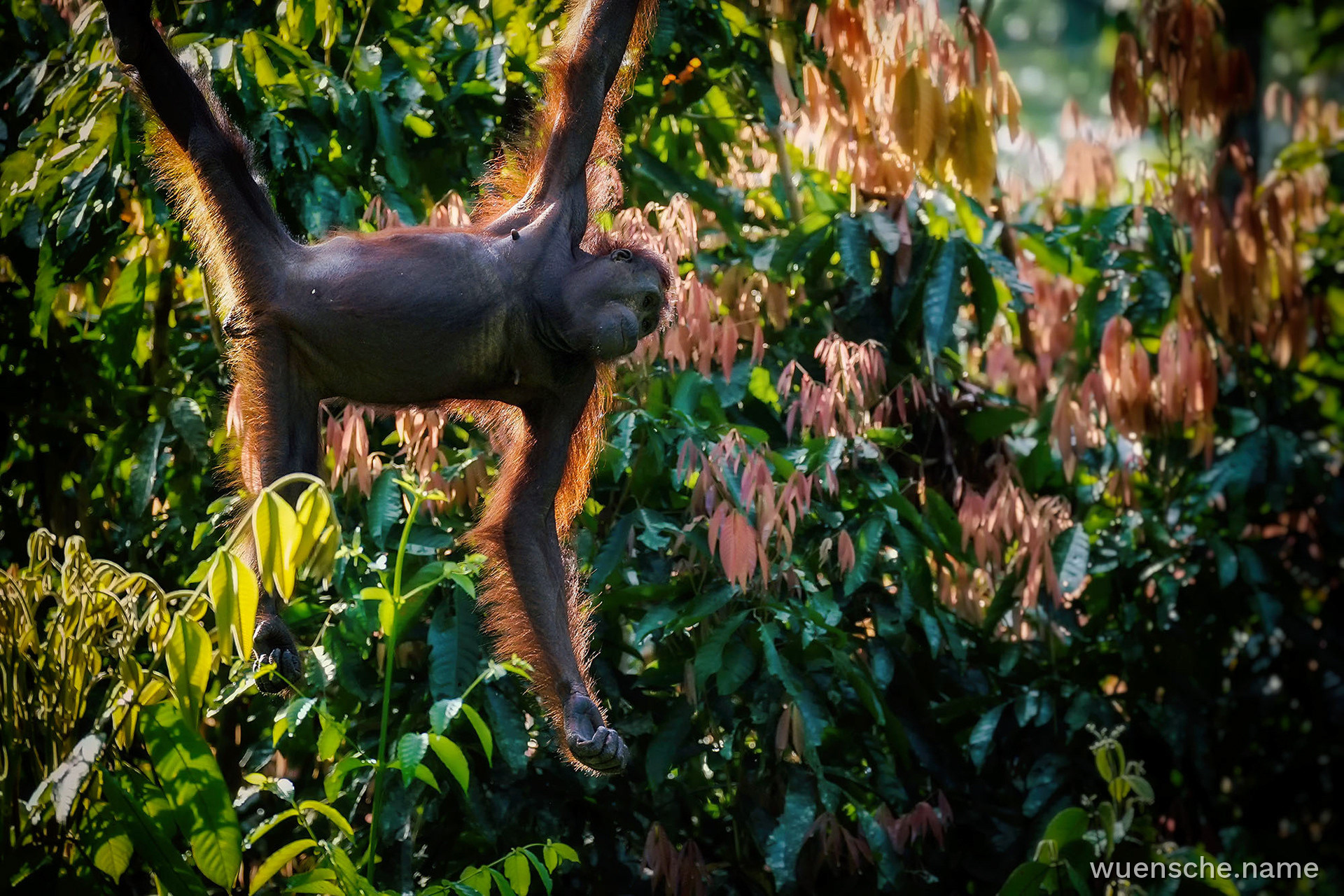 Borneo-Orang-Utan