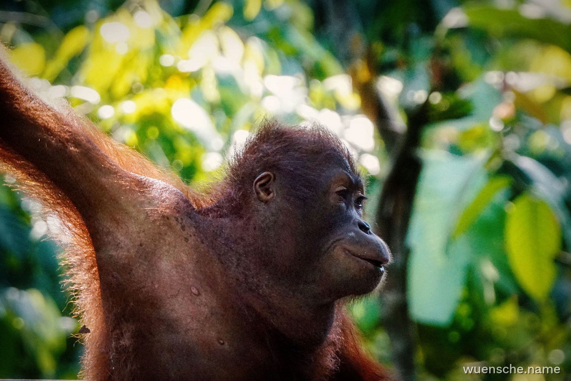 Borneo-Orang-Utan