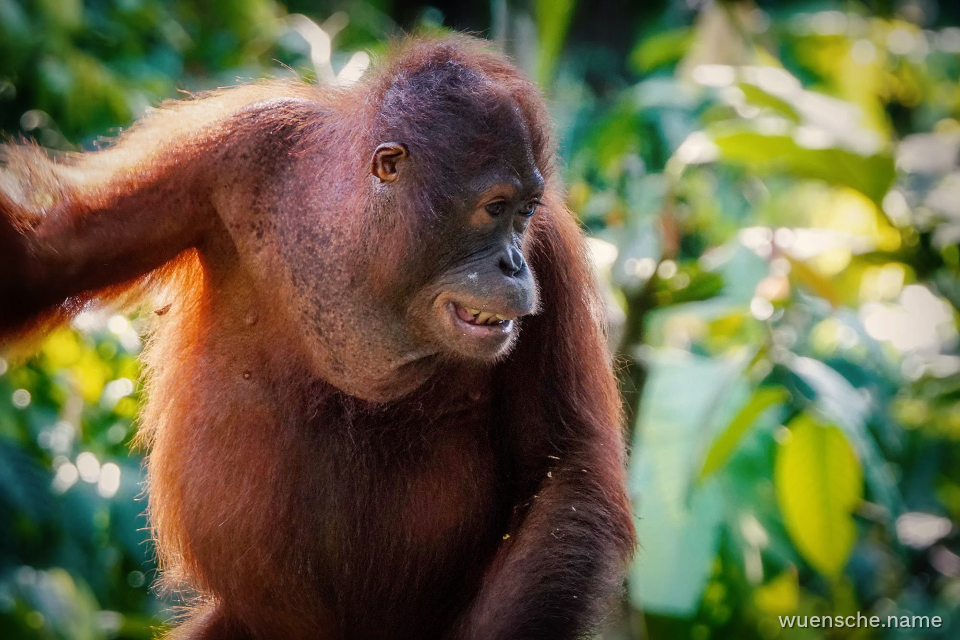 Borneo-Orang-Utan