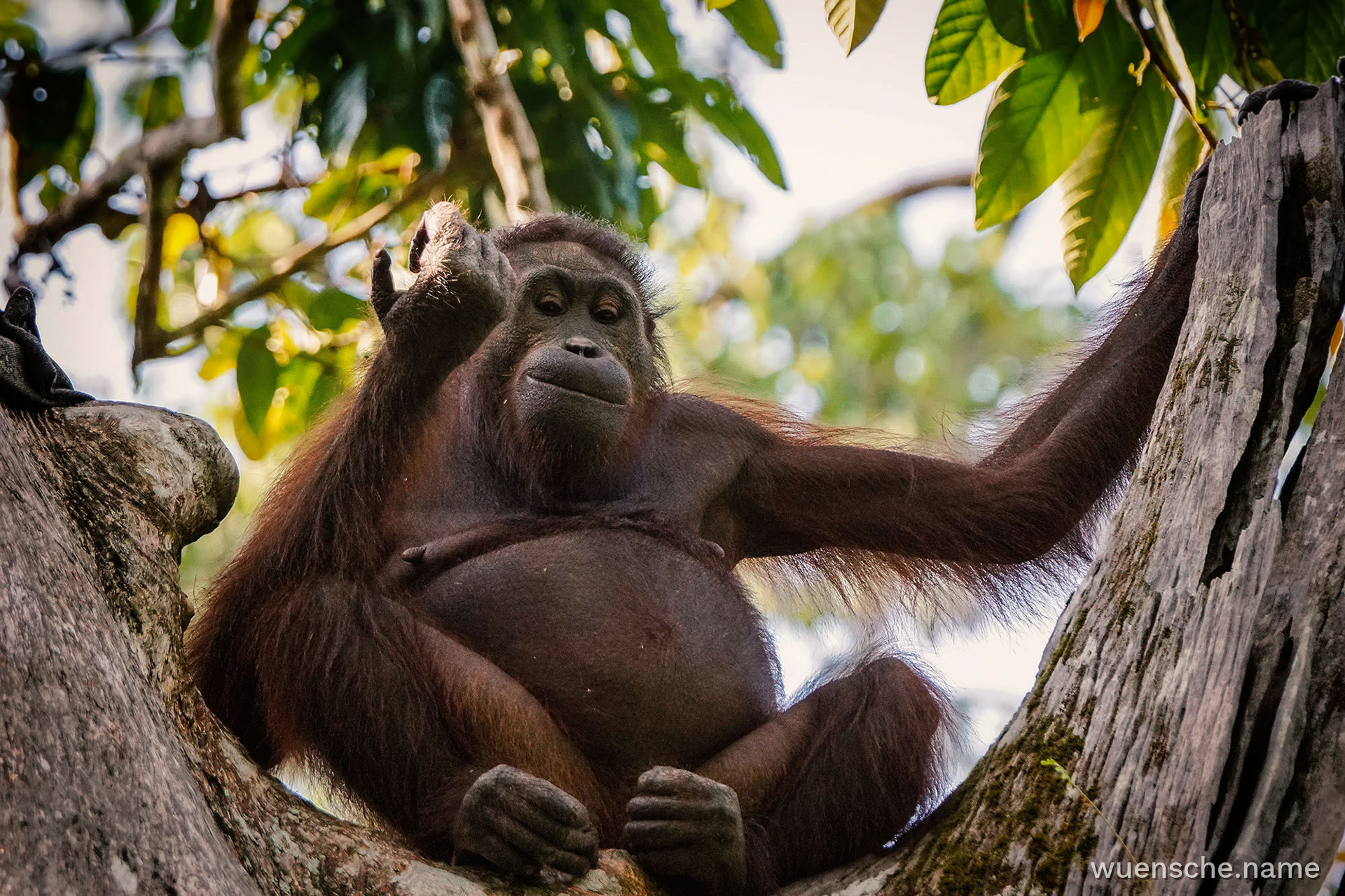 Borneo-Orang-Utan