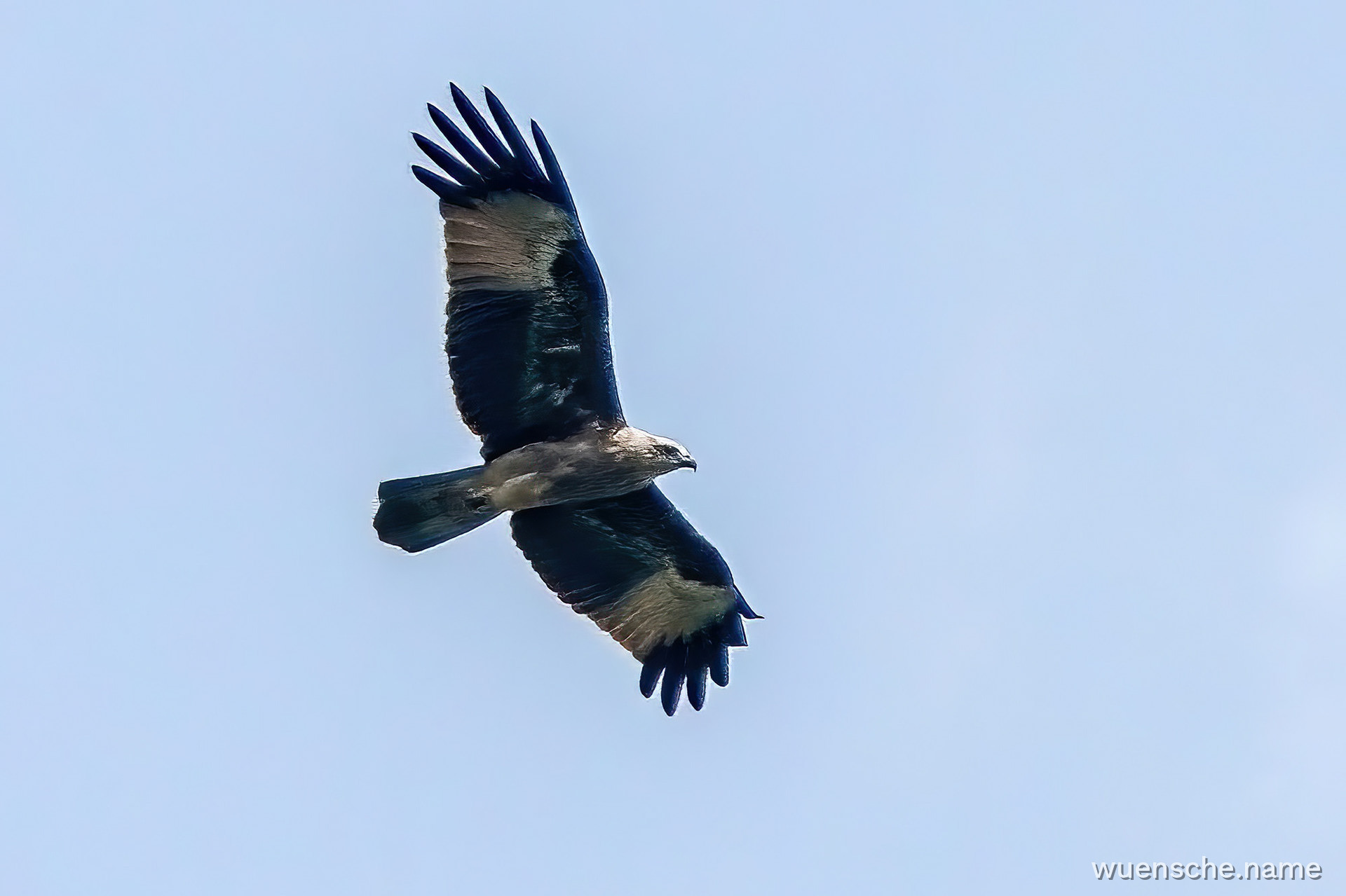juvenile