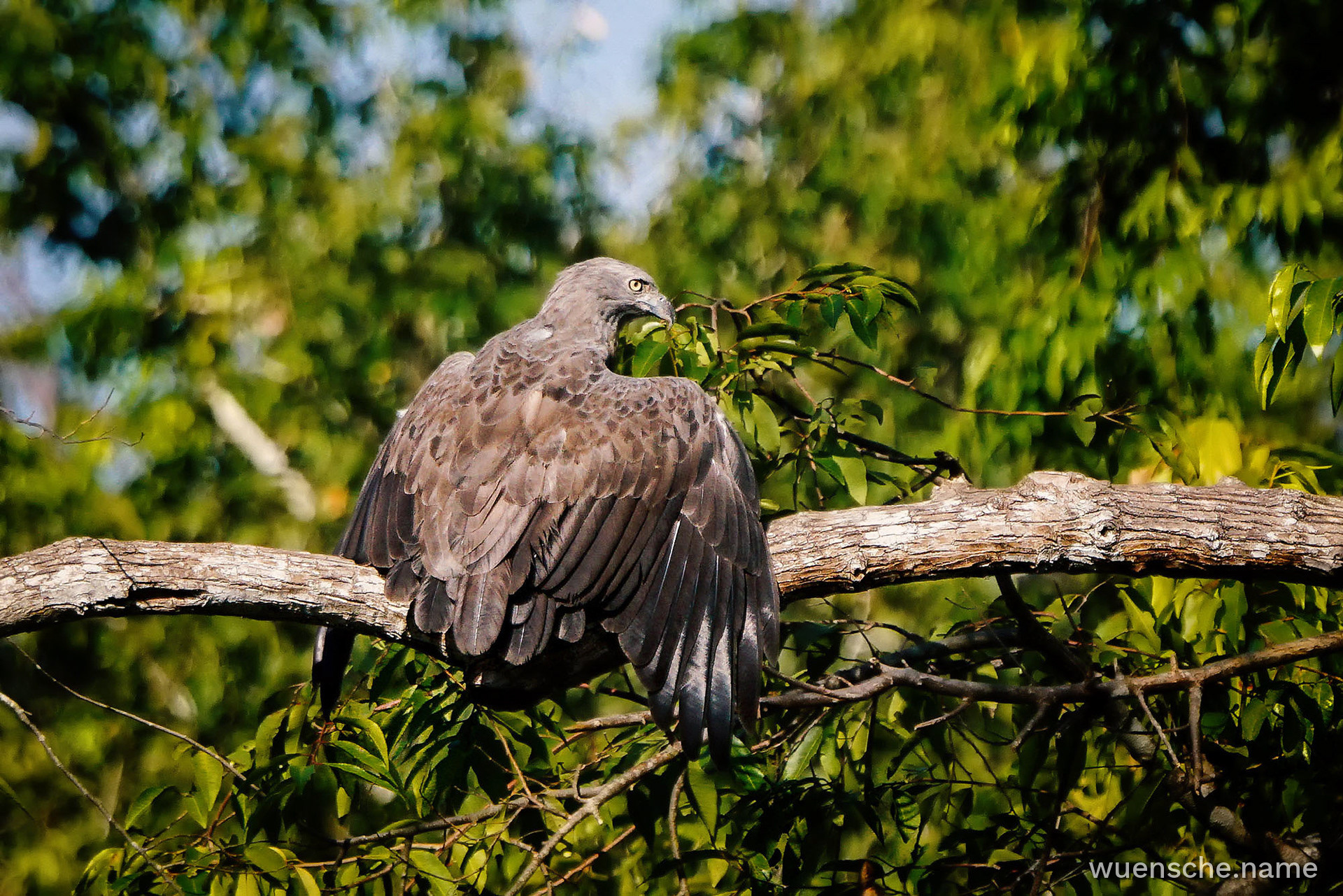 Braunschwanz-Seeadler