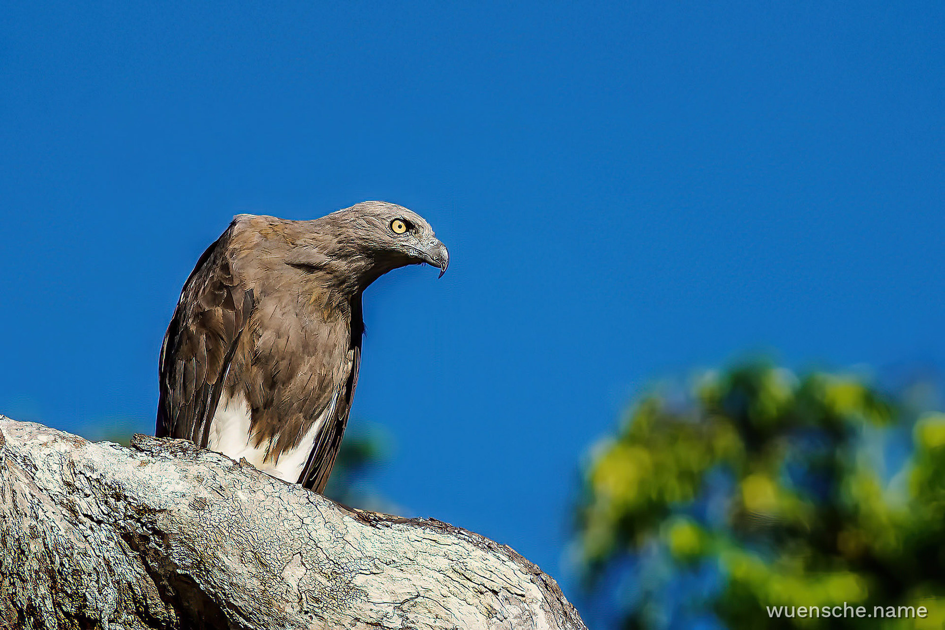 Braunschwanz-Seeadler