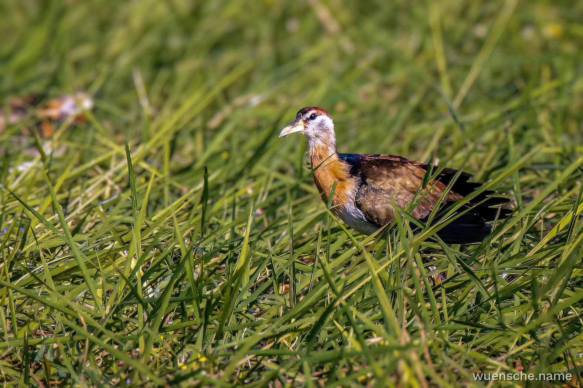 juvenile