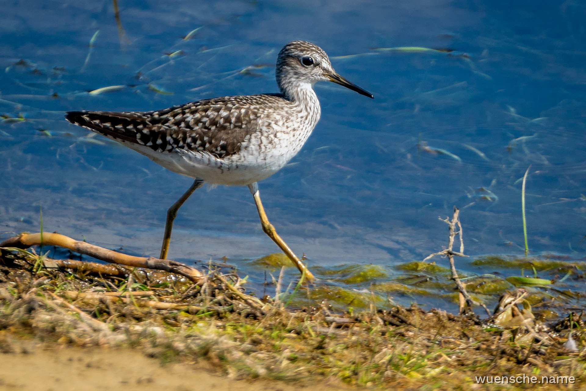 Bruchwasserläufer