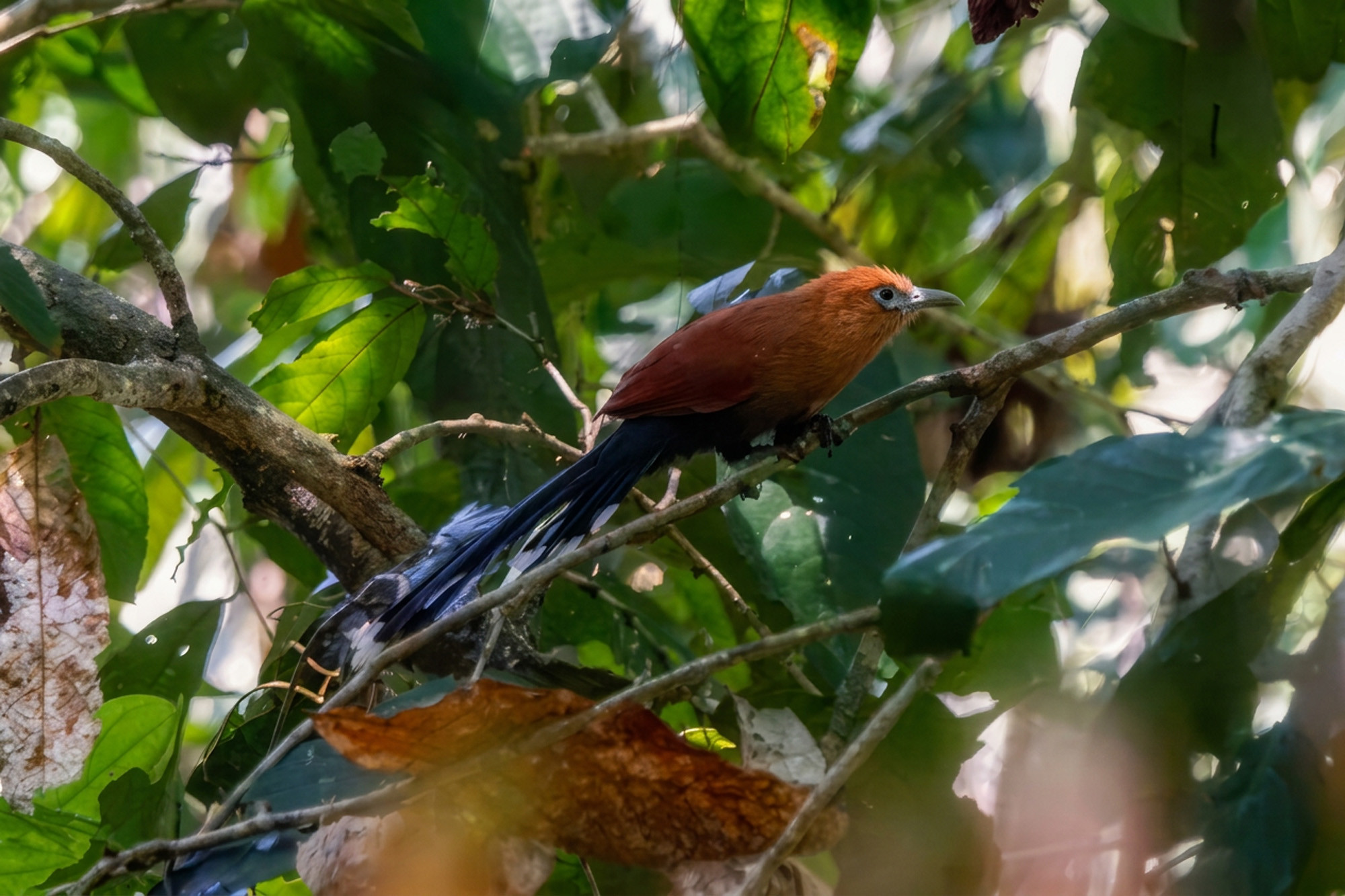 male