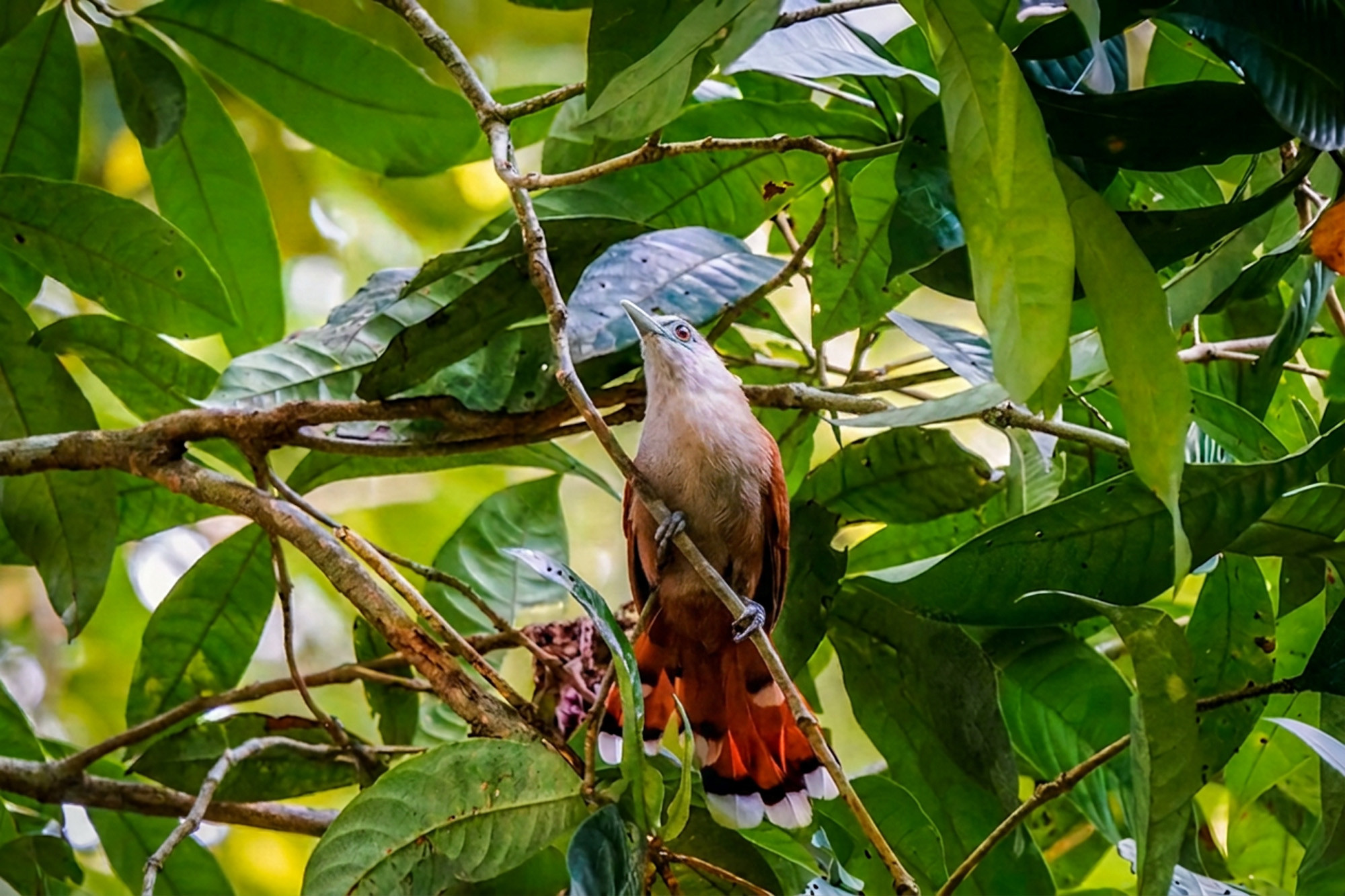 female