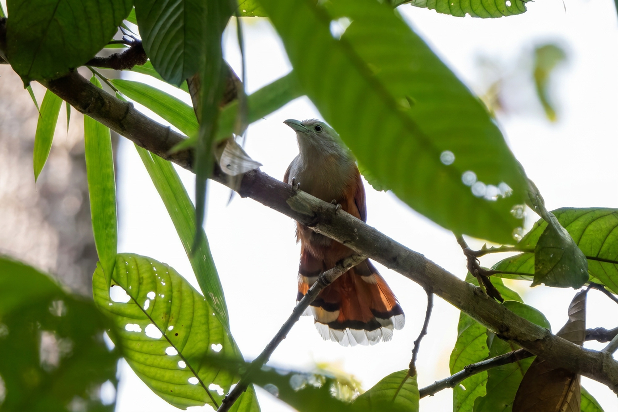 female