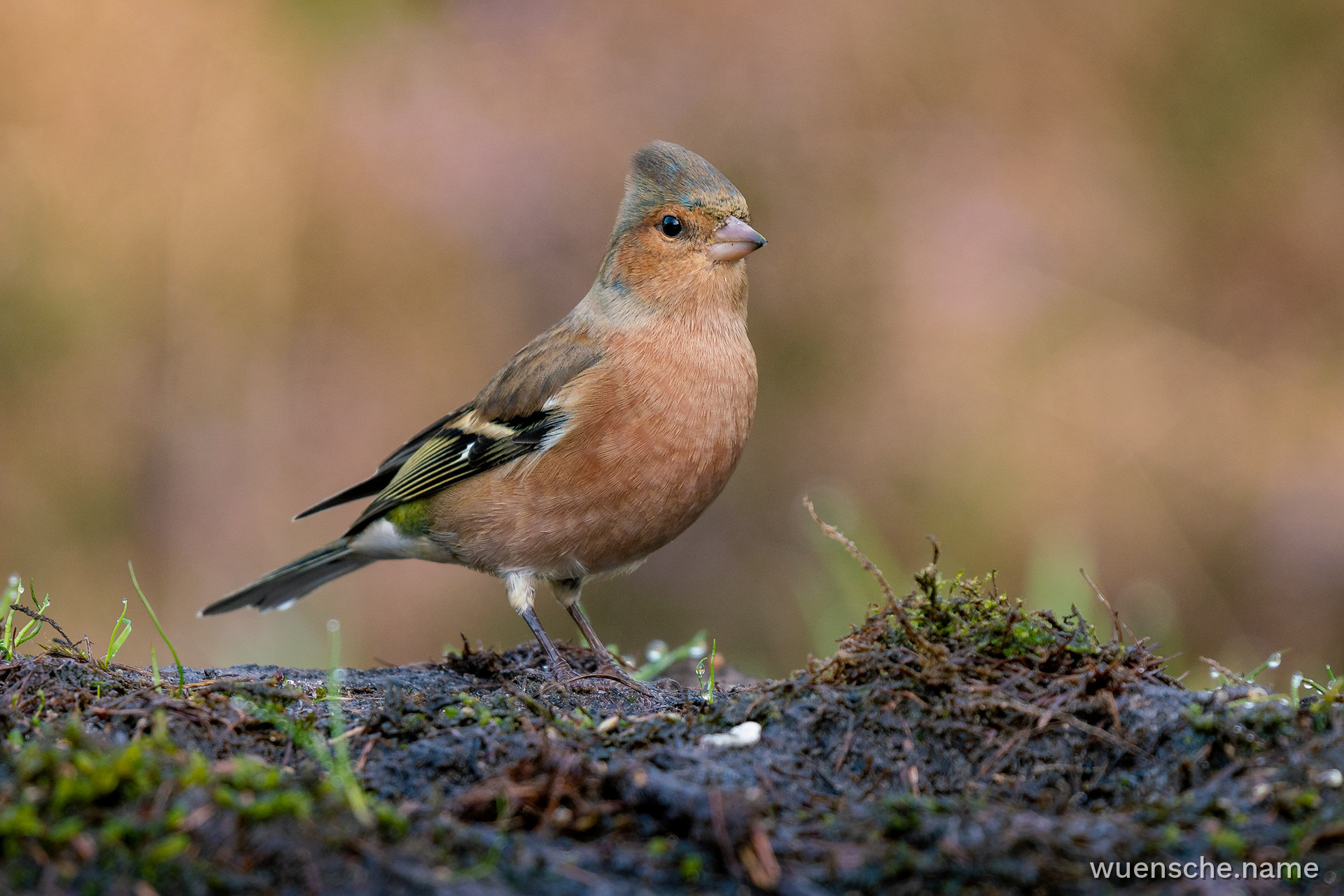 male