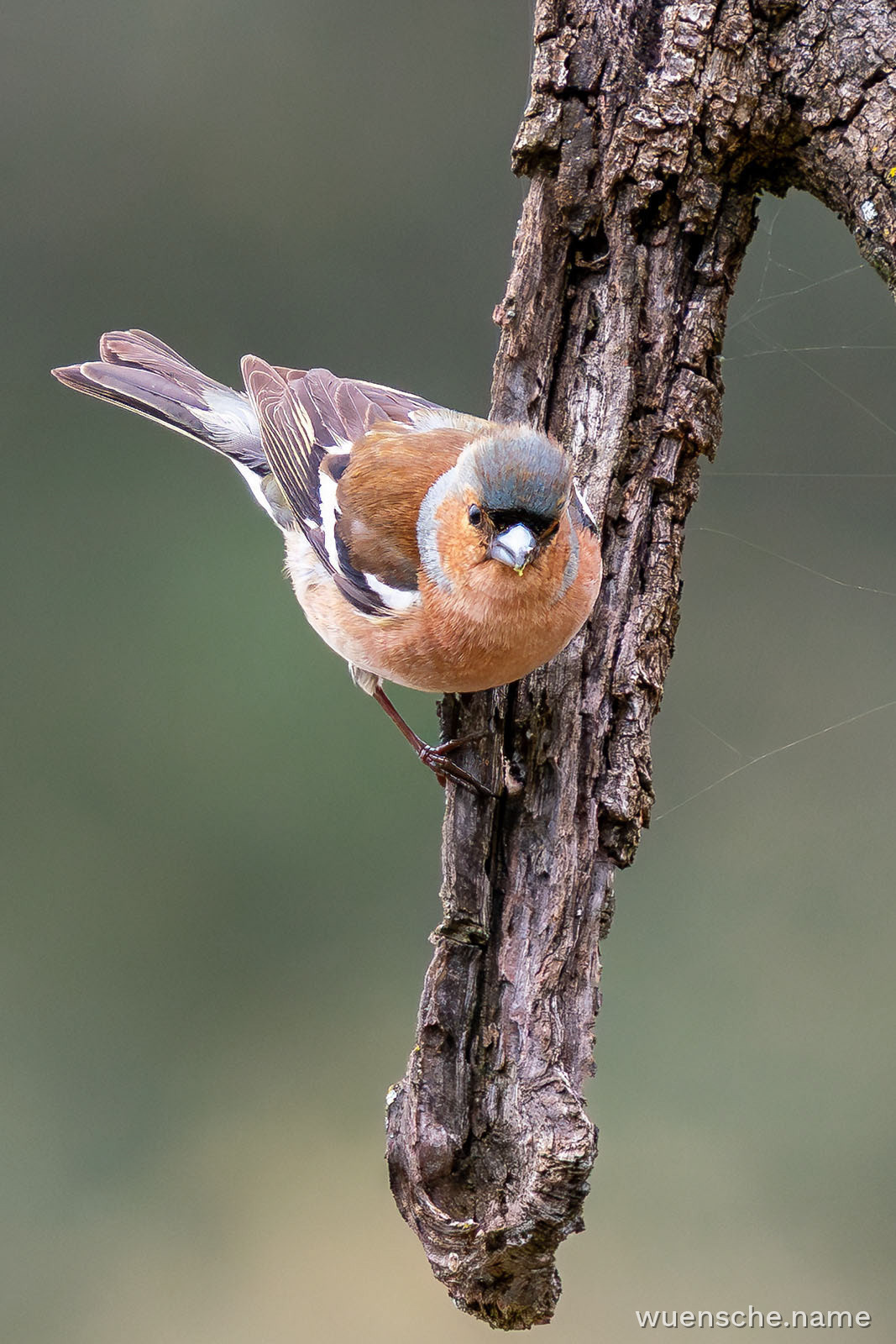 male