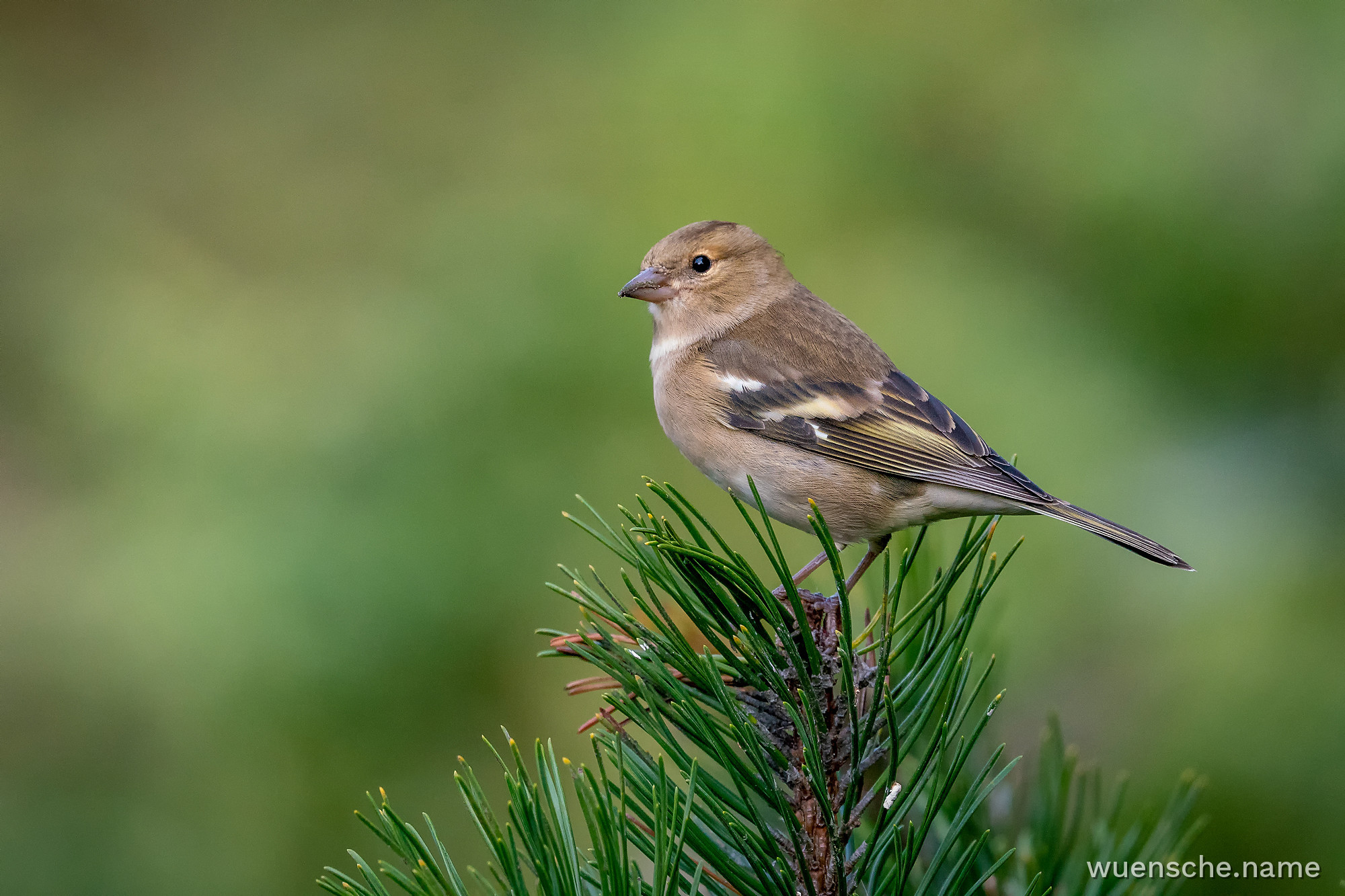 female