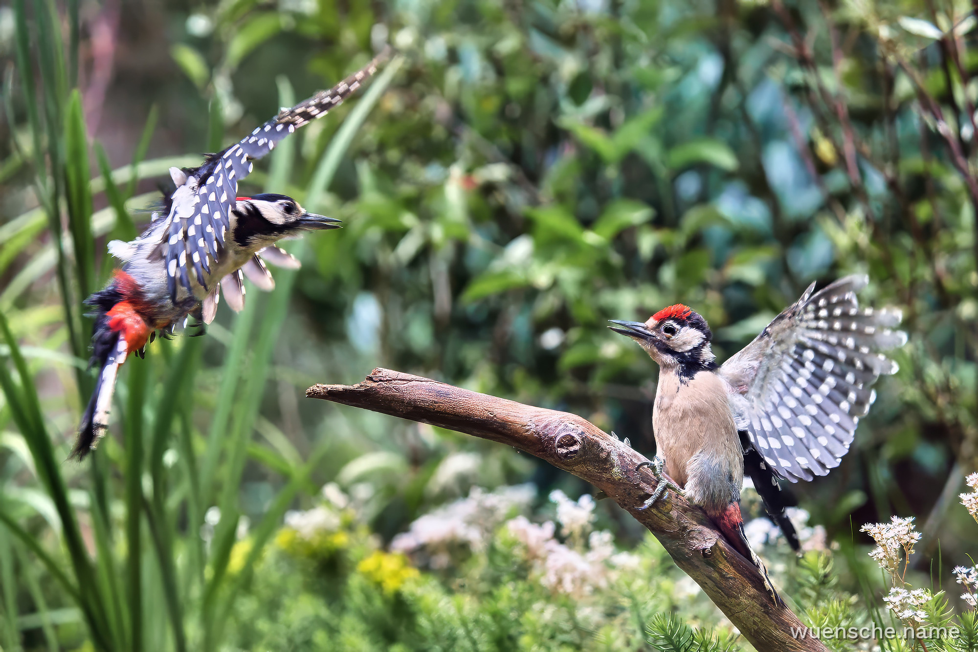 male & juvenile