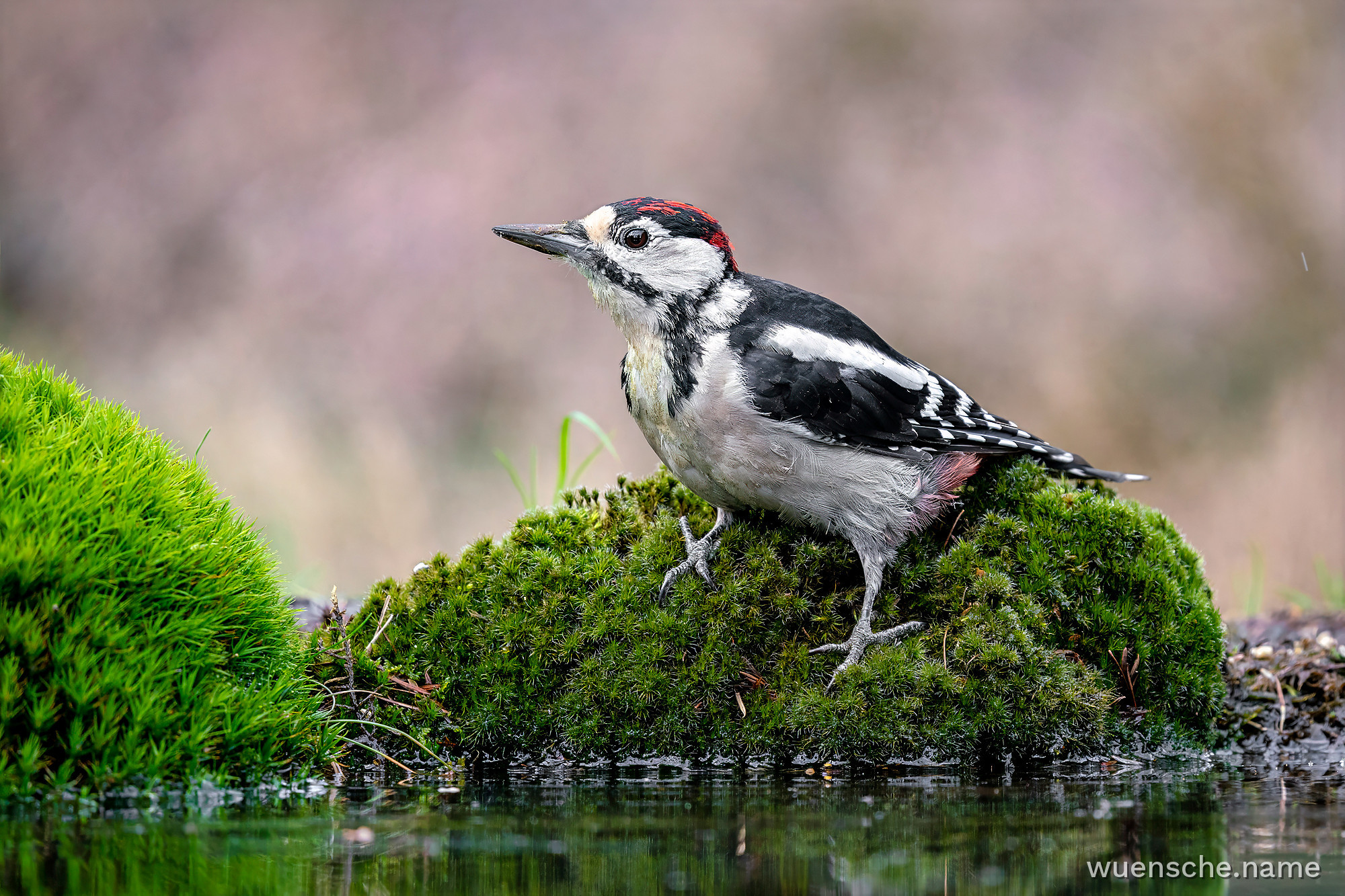 juvenile